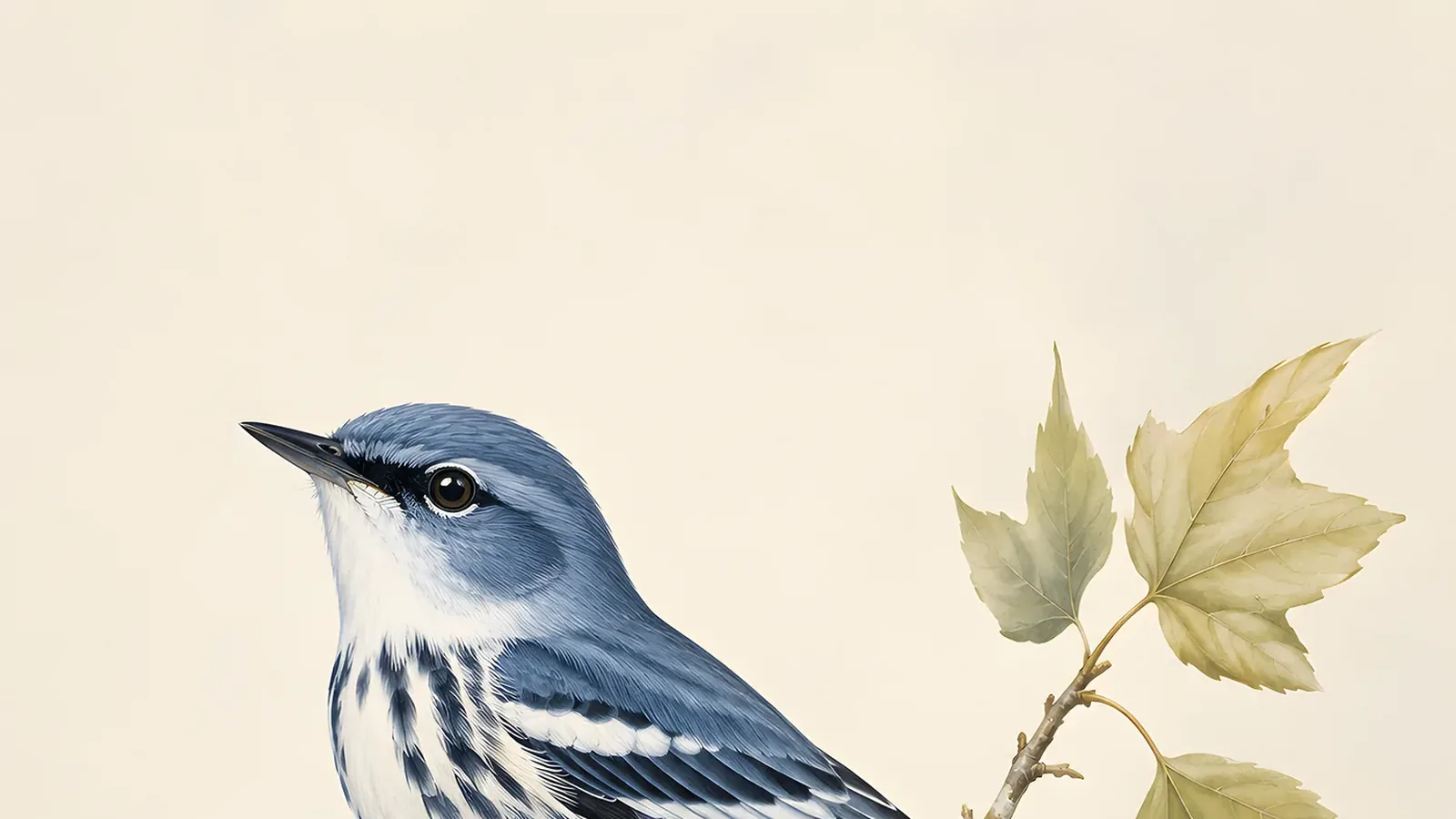 Cerulean Warbler