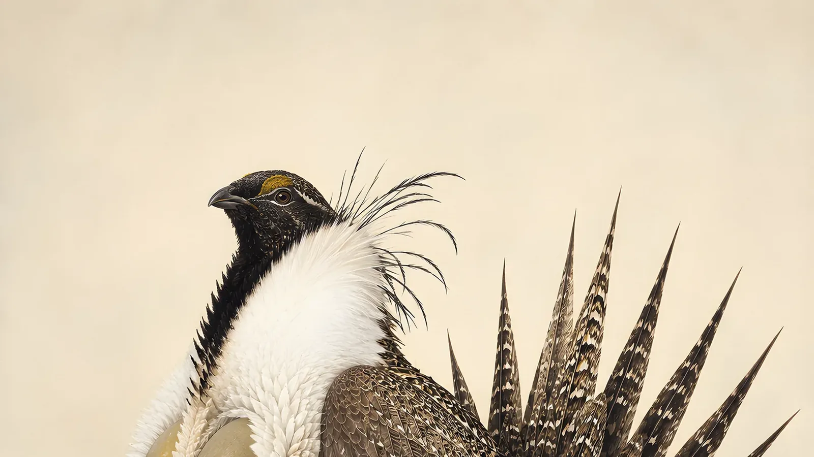 Greater Sage-Grouse