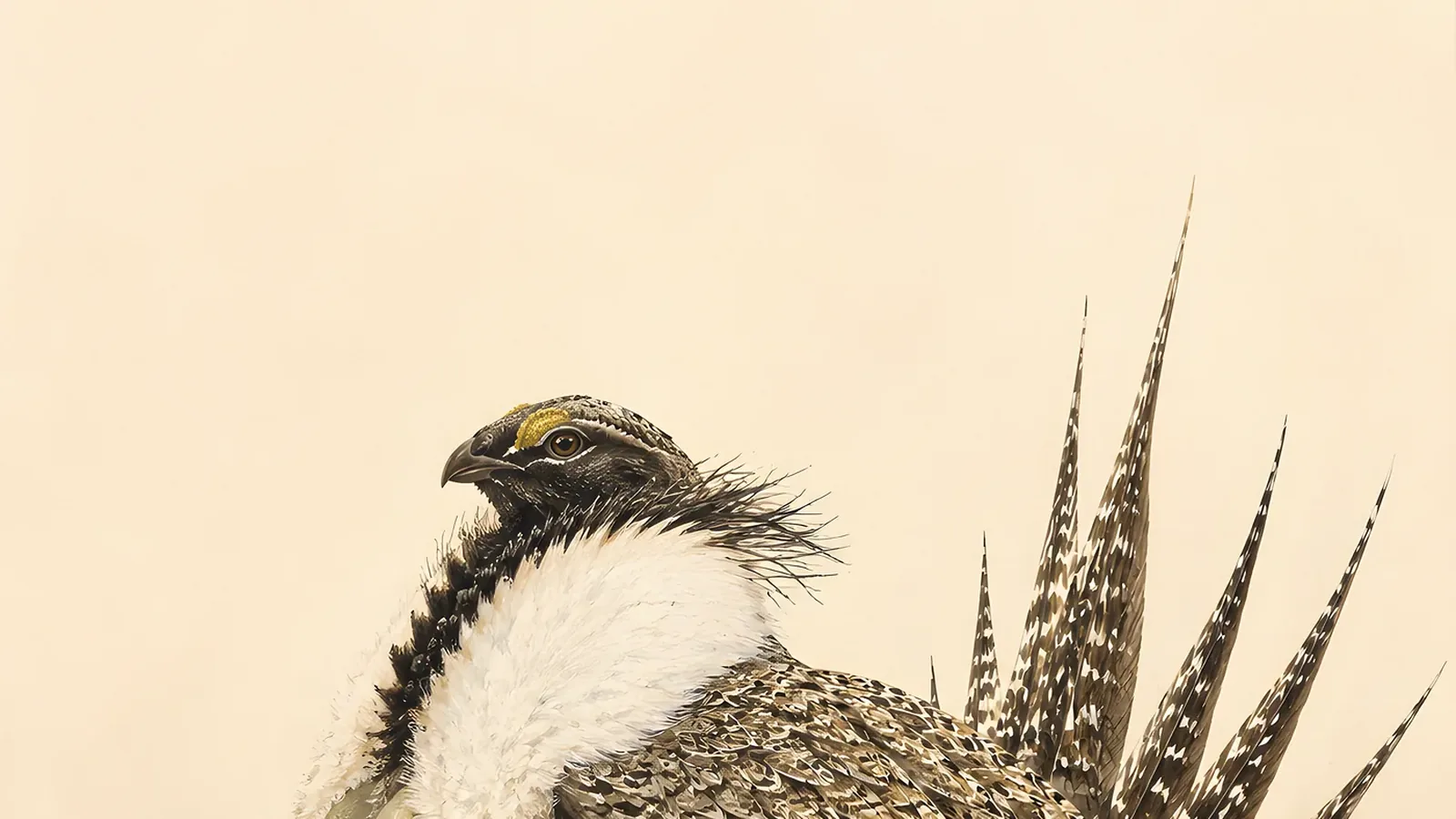 Gunnison Sage-Grouse
