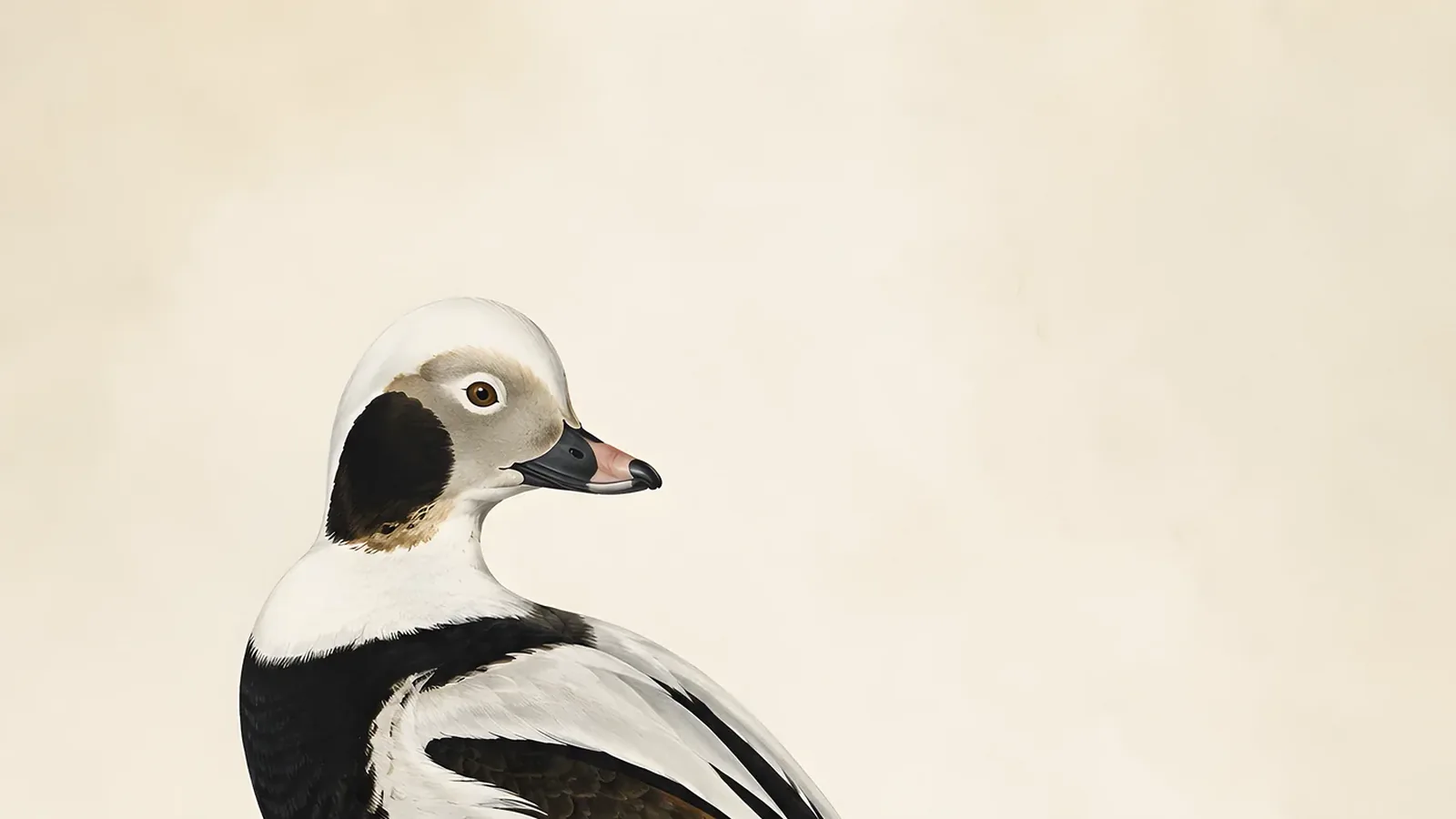 Long-tailed Duck