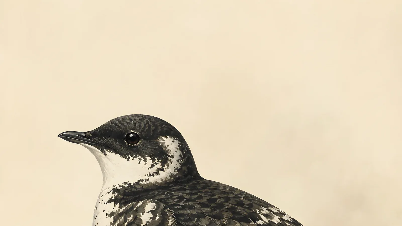 Marbled Murrelet