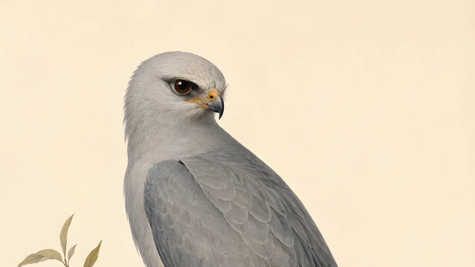 Mississippi Kite