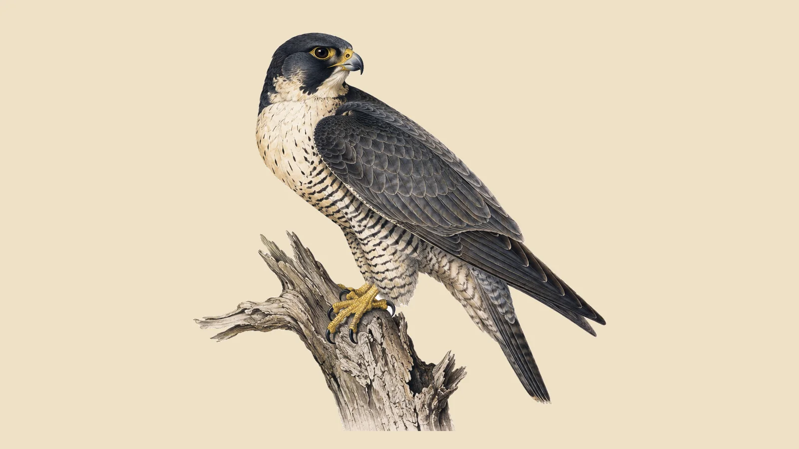 Peregrine Falcon