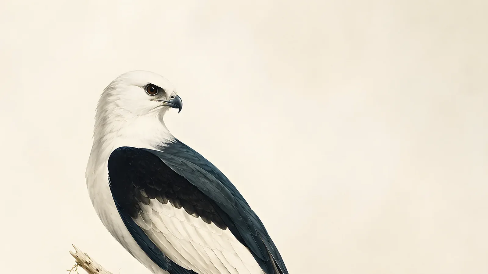Swallow-tailed Kite