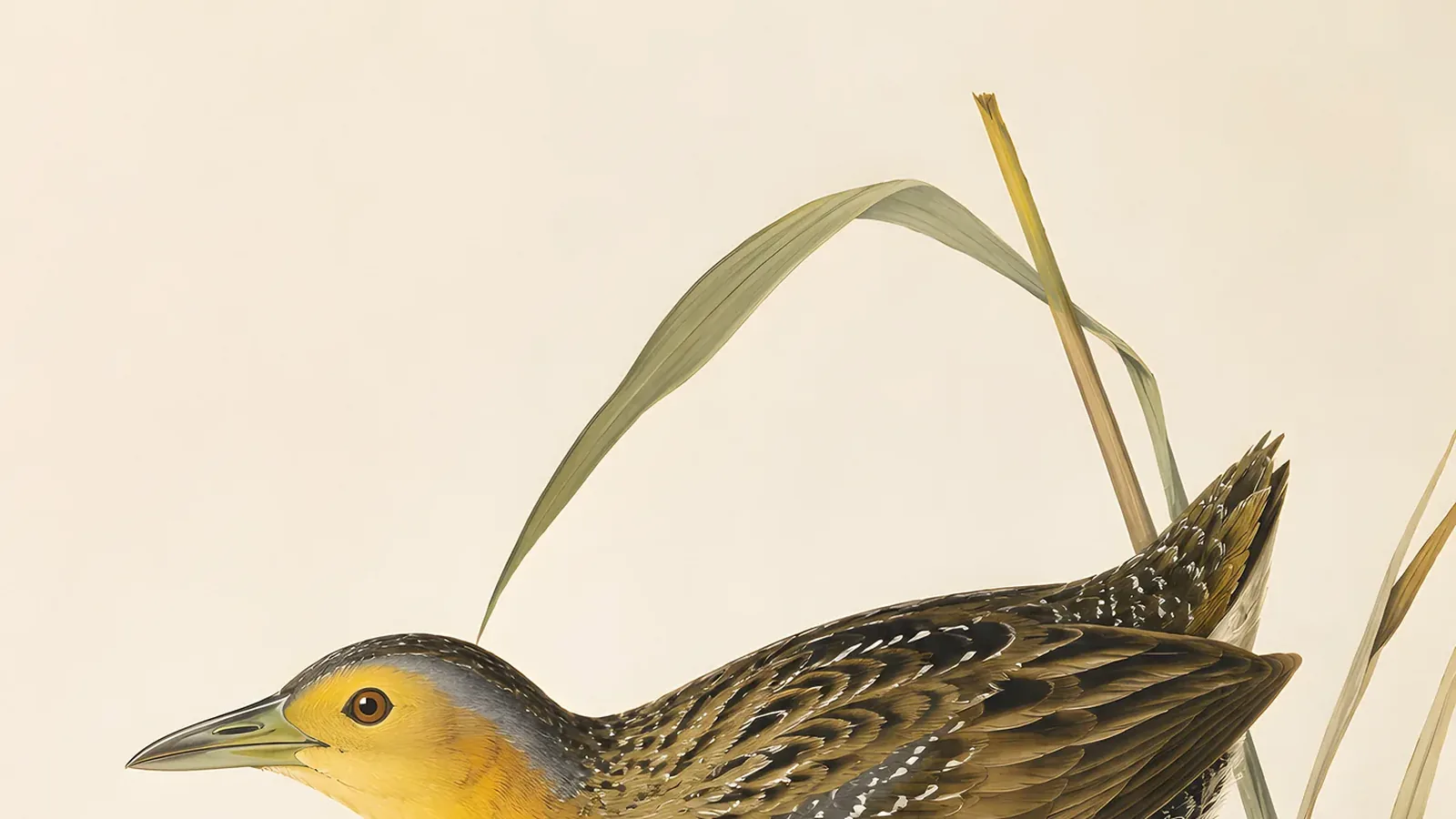 Yellow Rail