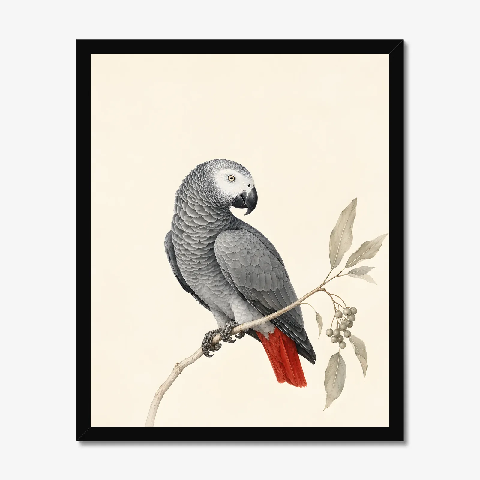 African Grey Parrot Print in a black frame