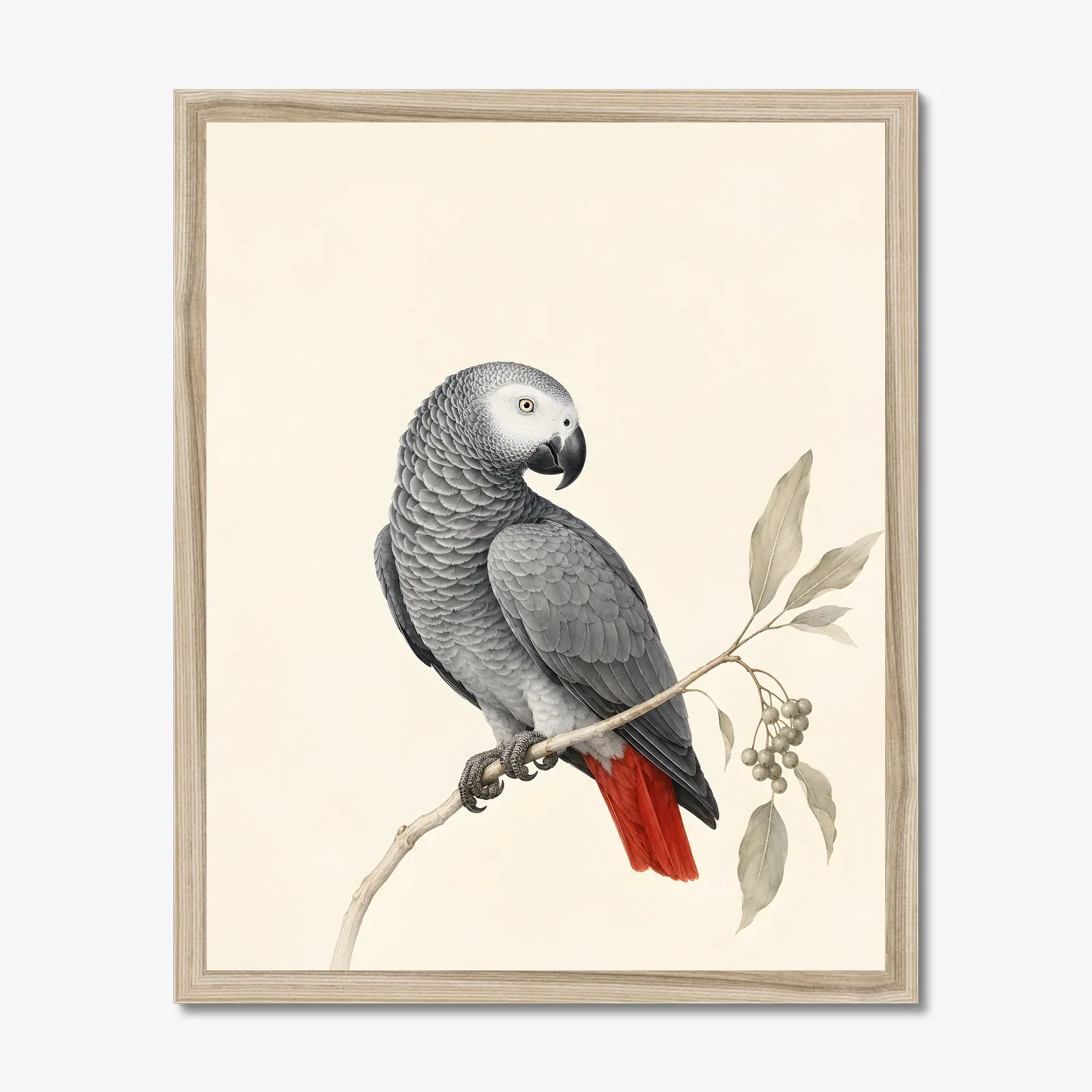African Grey Parrot Print shown as a fine-art print