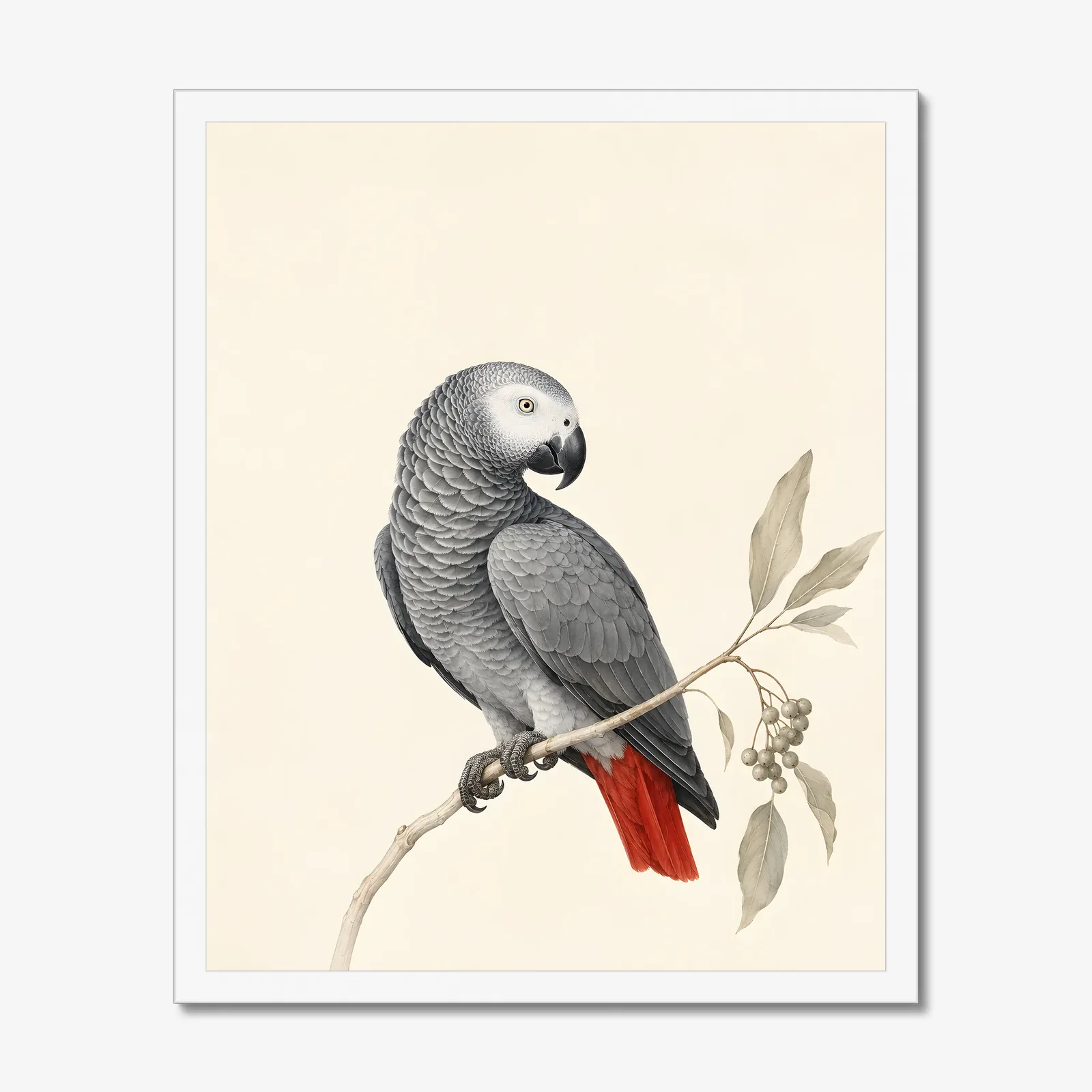 African Grey Parrot Print in a white frame