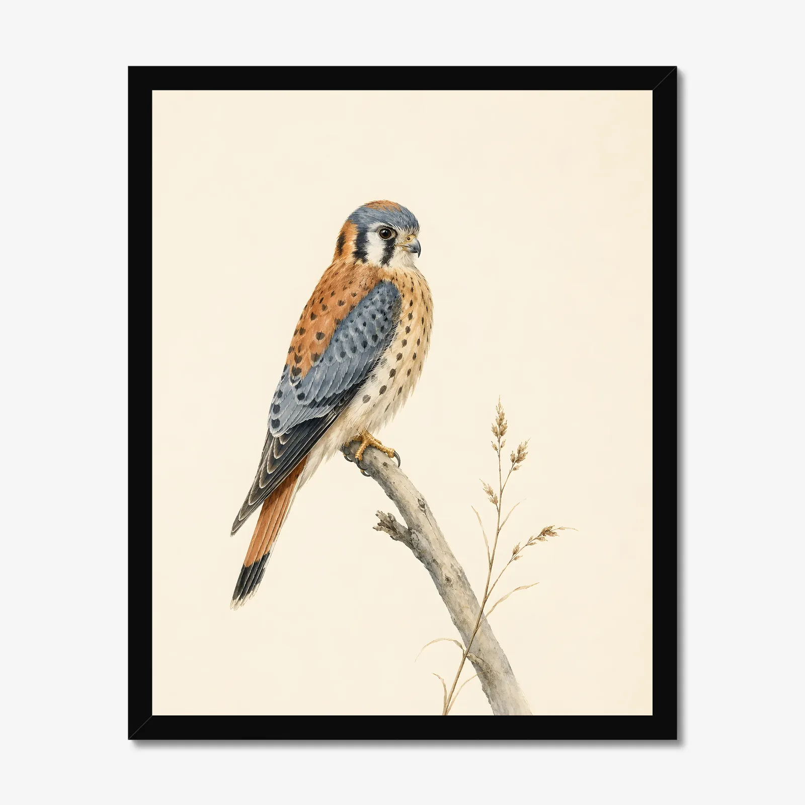 American Kestrel Print in a black frame