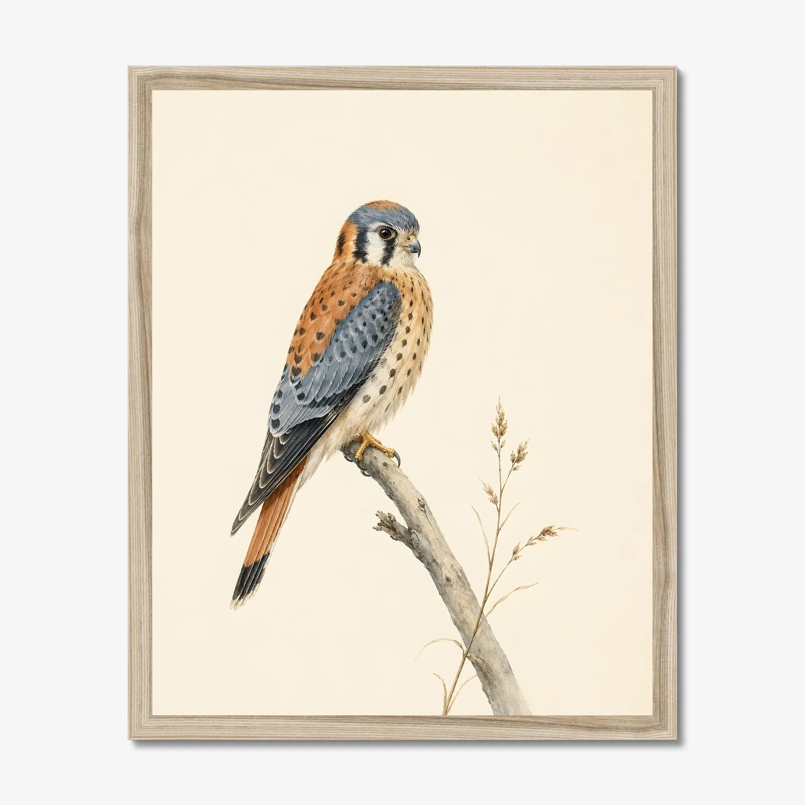 American Kestrel Print in a natural frame
