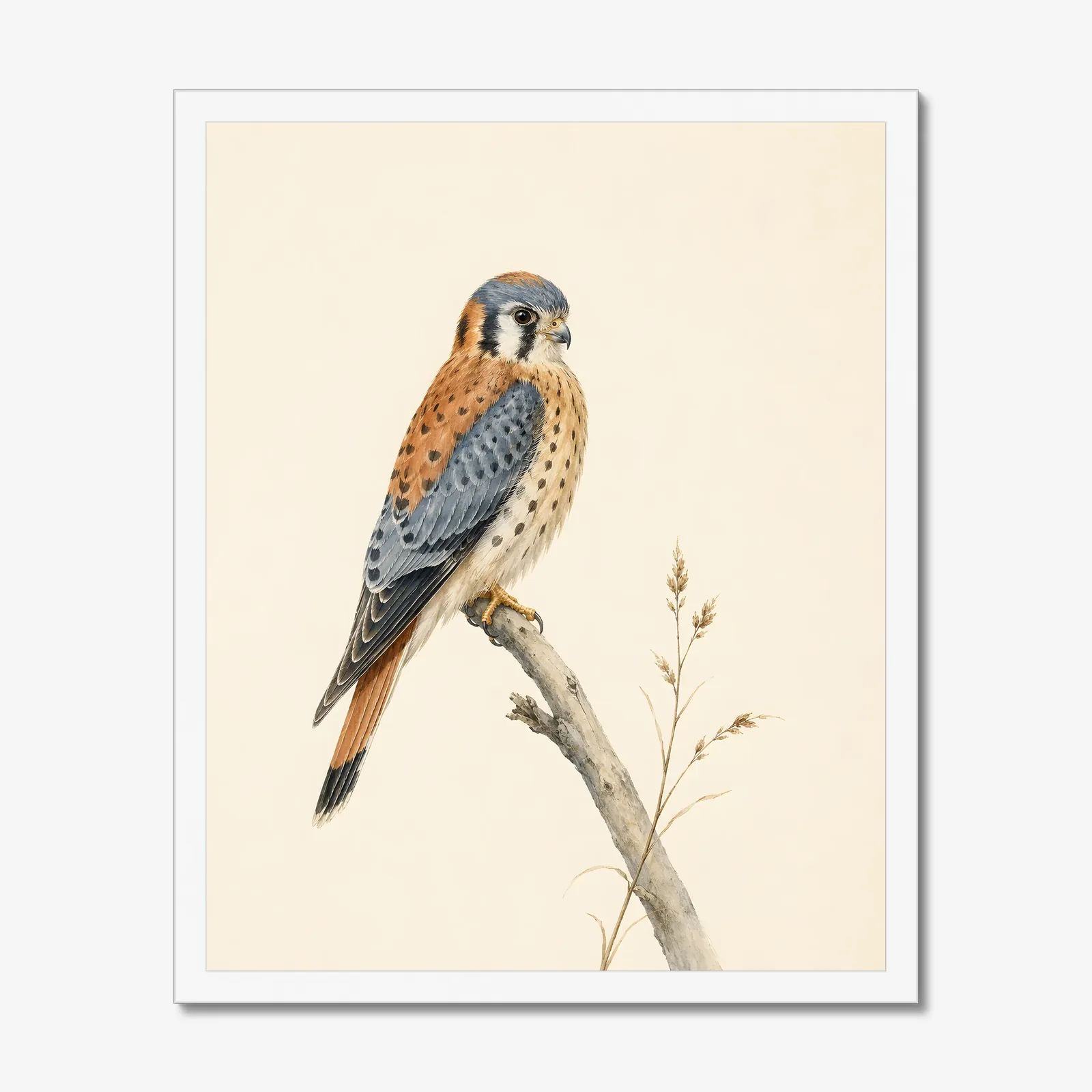 American Kestrel Print in a white frame