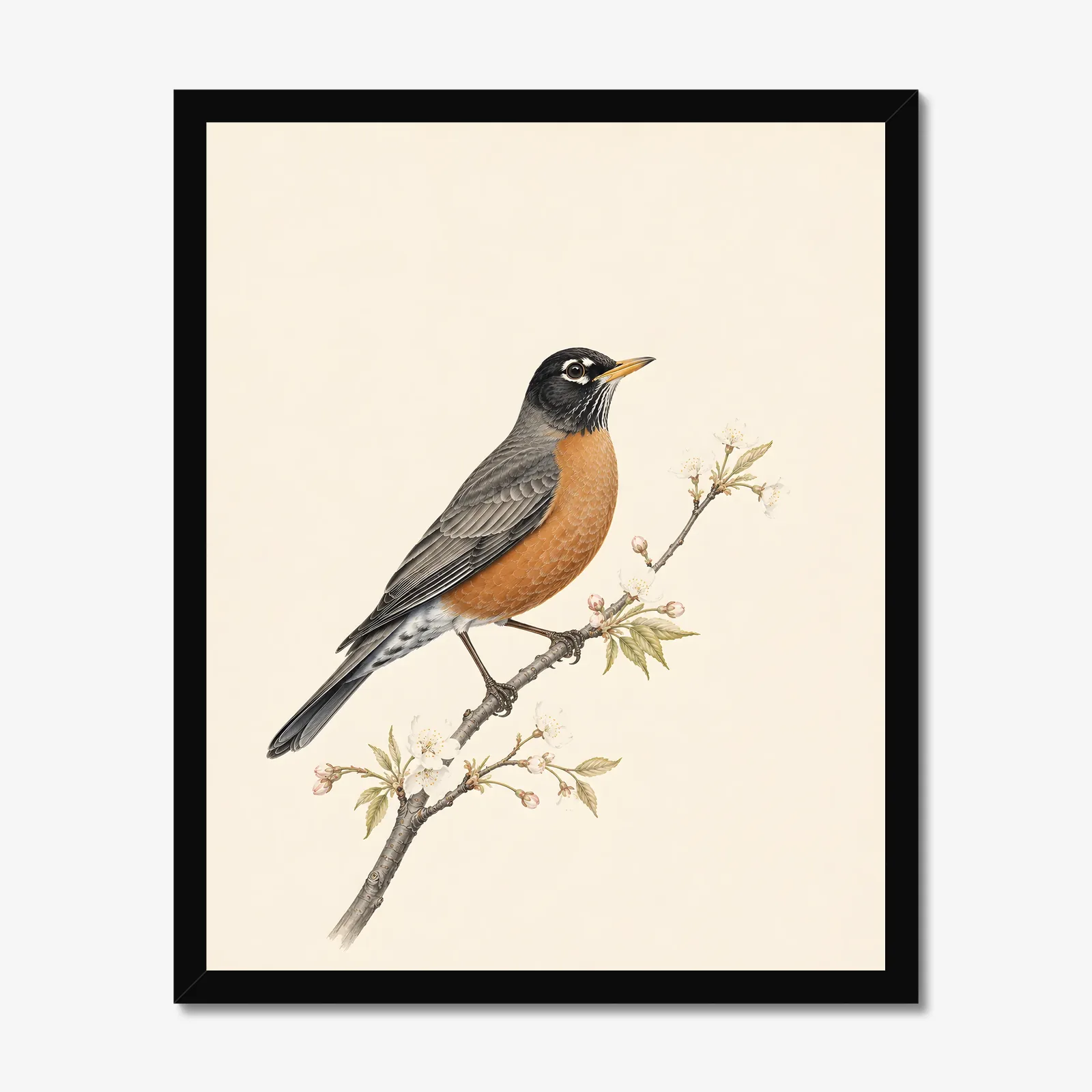 American Robin Print in a black frame