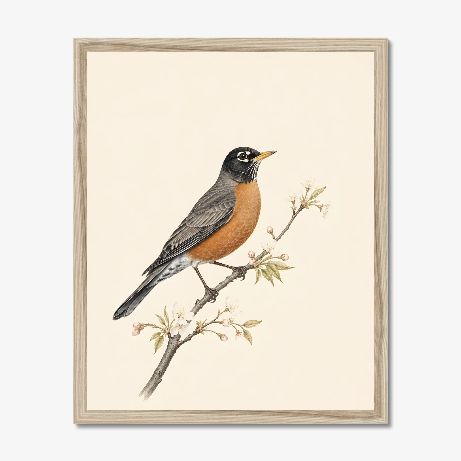 American Robin Print shown as a fine-art print