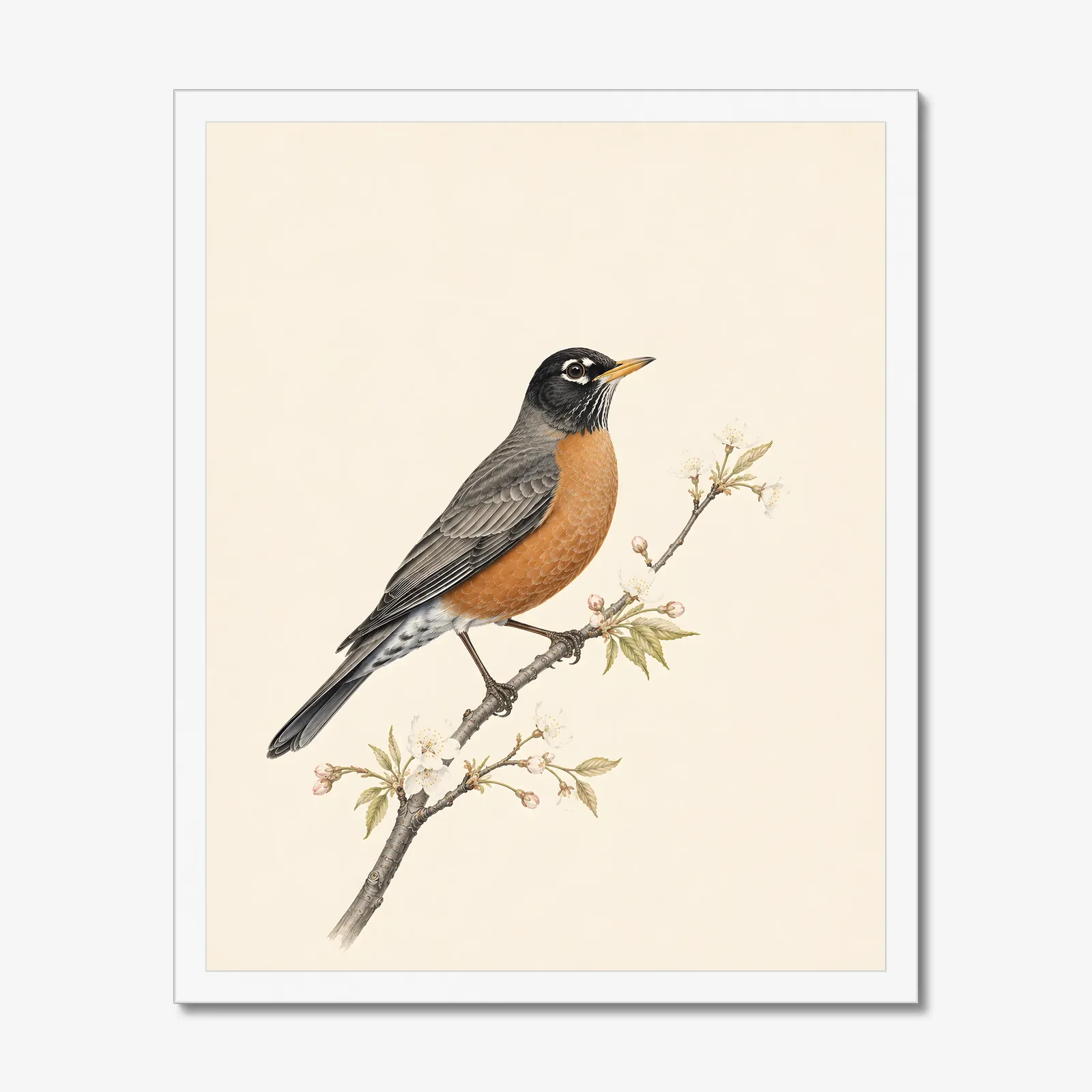American Robin Print in a white frame