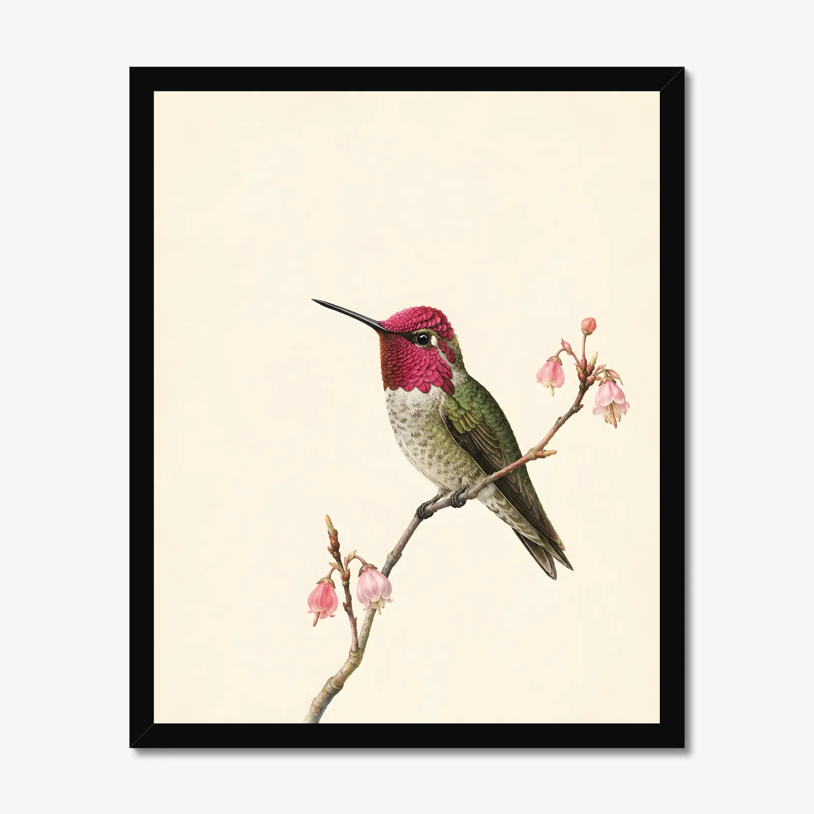 Anna's Hummingbird Print in a black frame
