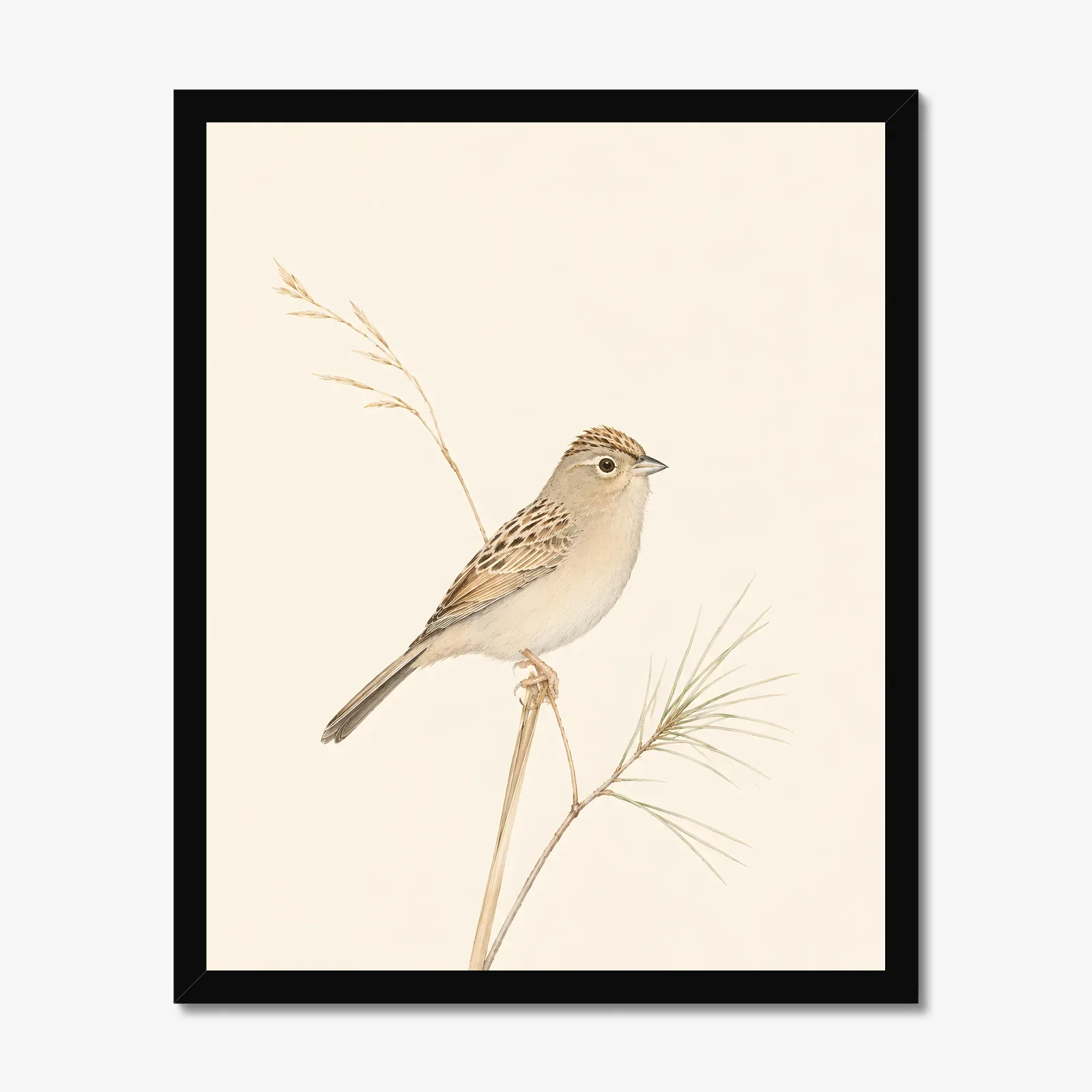 Bachman's Sparrow Print in a black frame