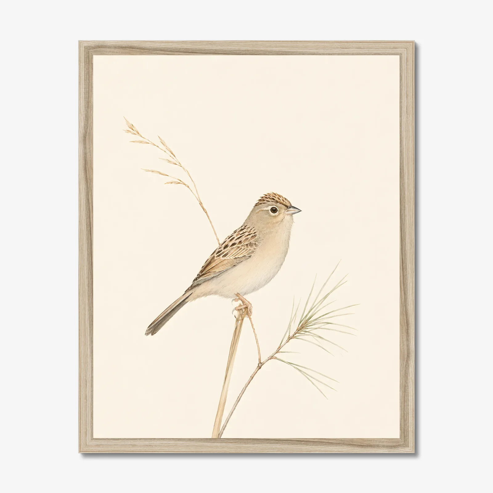 Bachman's Sparrow Print in a natural frame