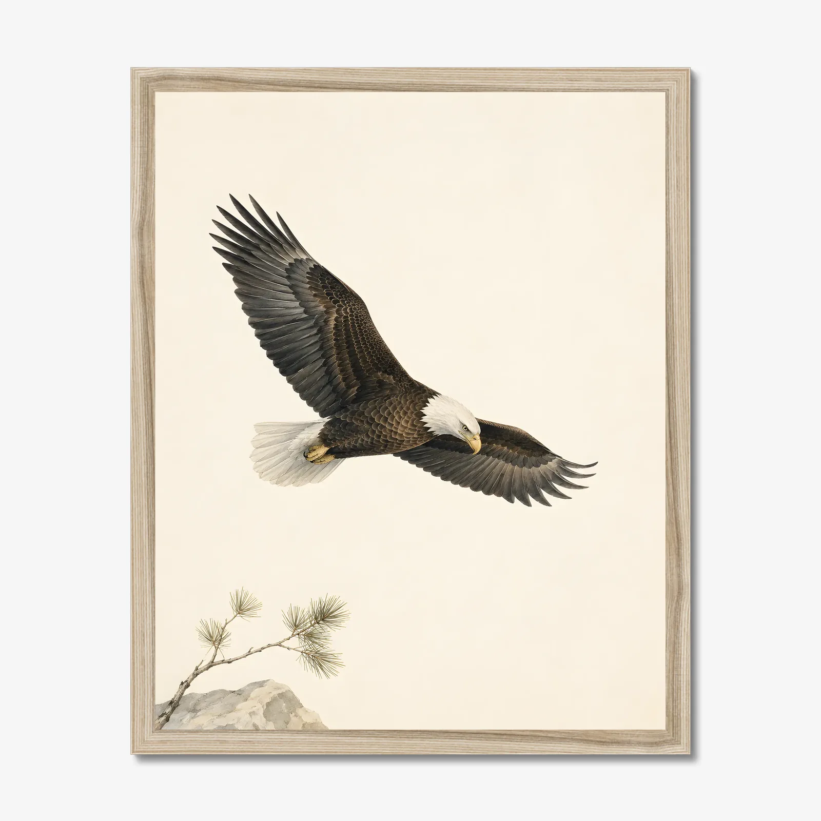 Bald Eagle Print - In Flight in a natural frame