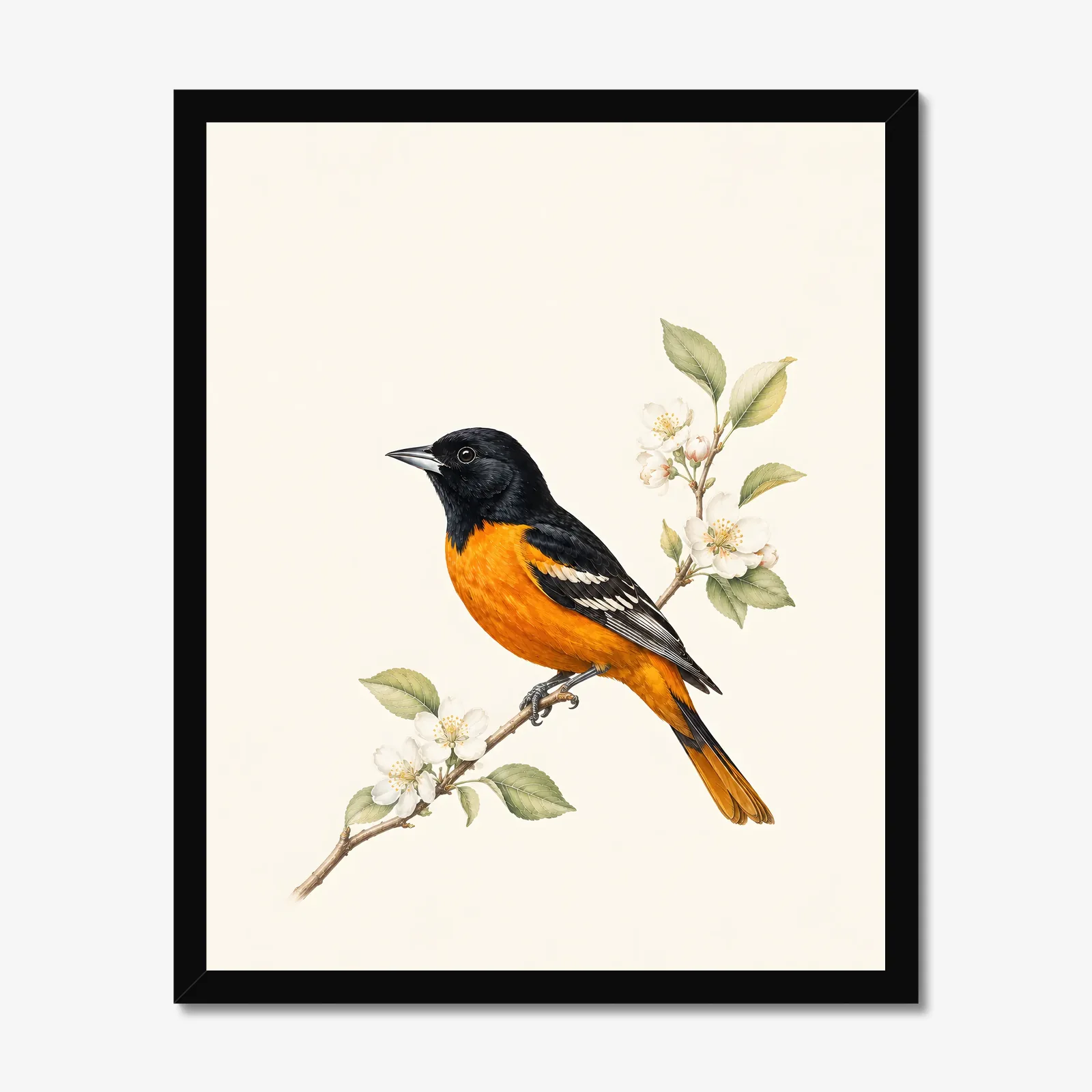 Baltimore Oriole Print in a black frame