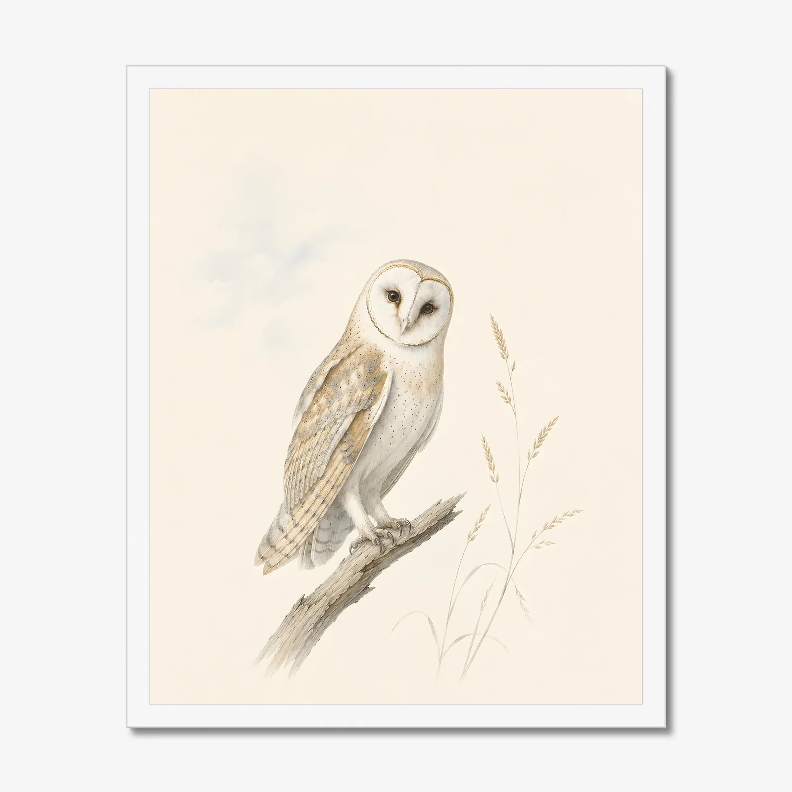 Barn Owl Print in a white frame
