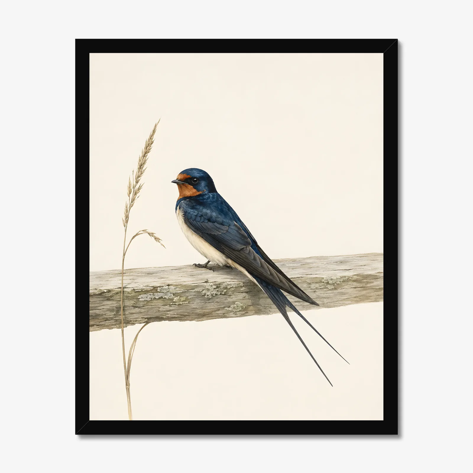 Barn Swallow Print in a black frame