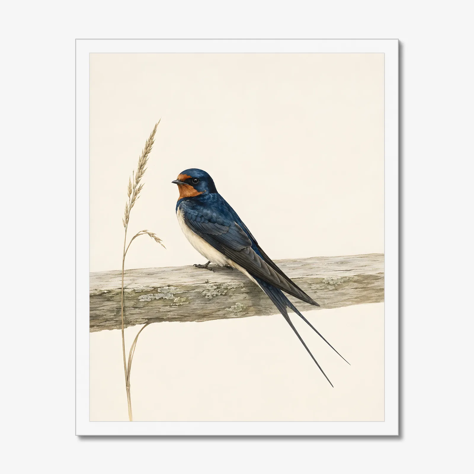 Barn Swallow Print in a white frame