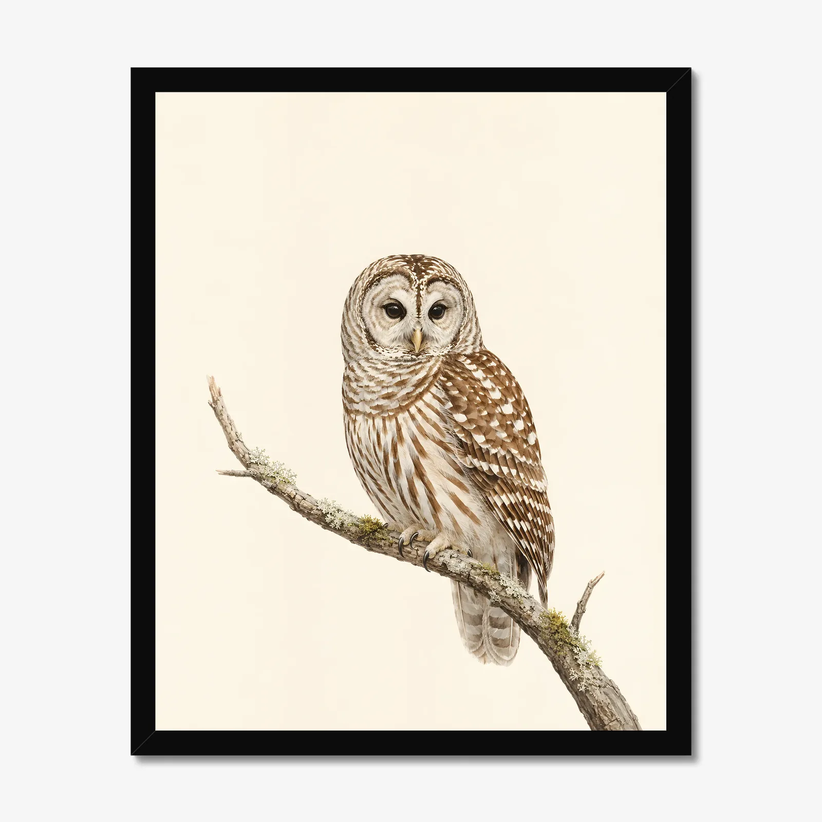Barred Owl Print in a black frame