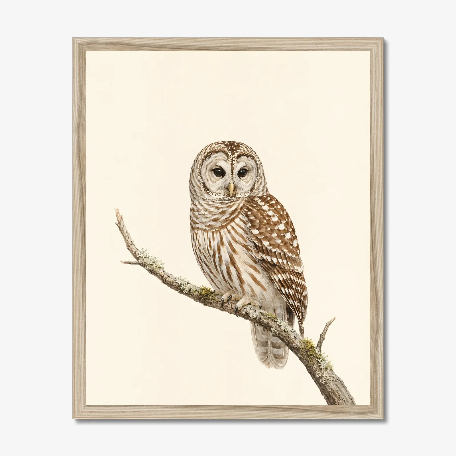 Barred Owl Print shown as a fine-art print