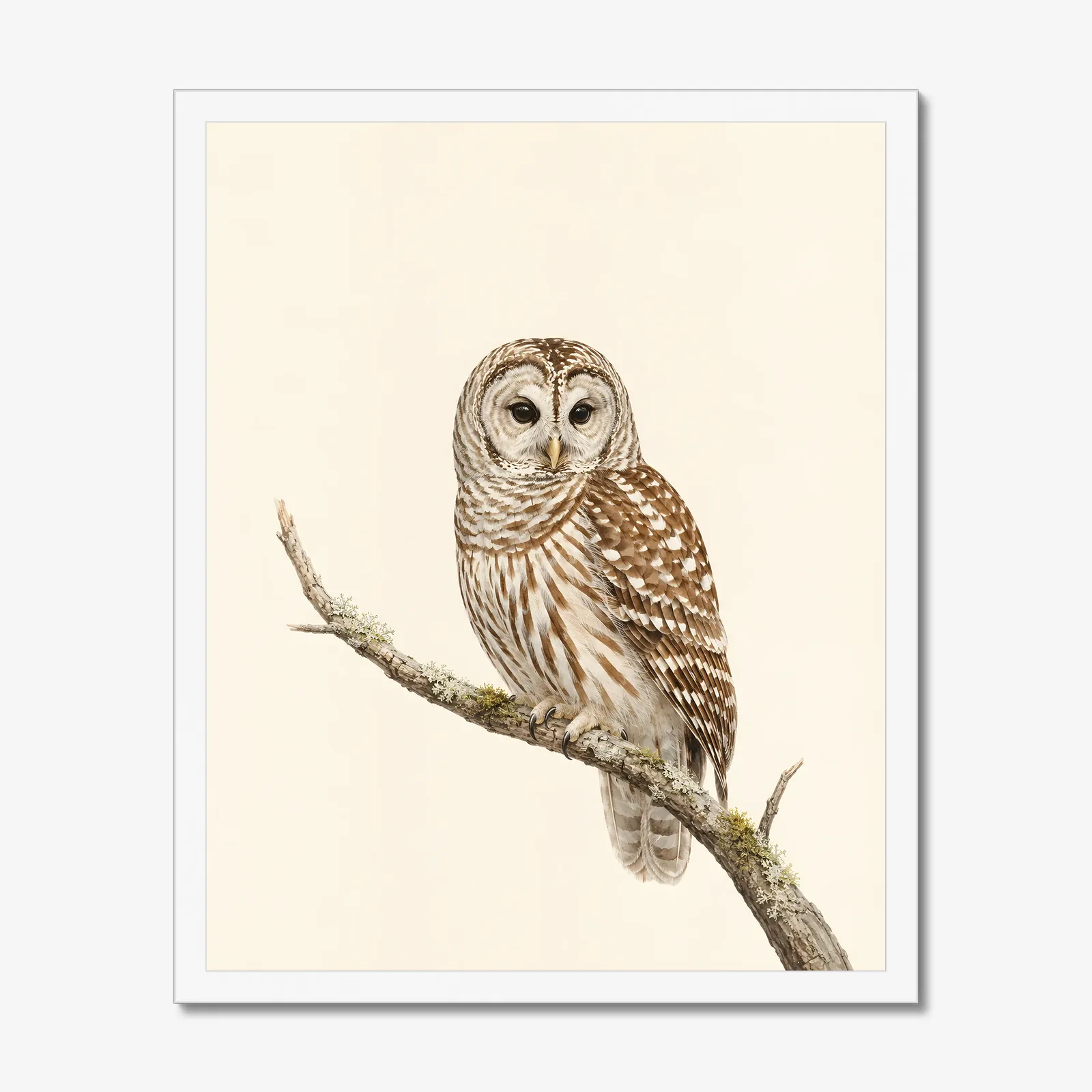 Barred Owl Print in a white frame