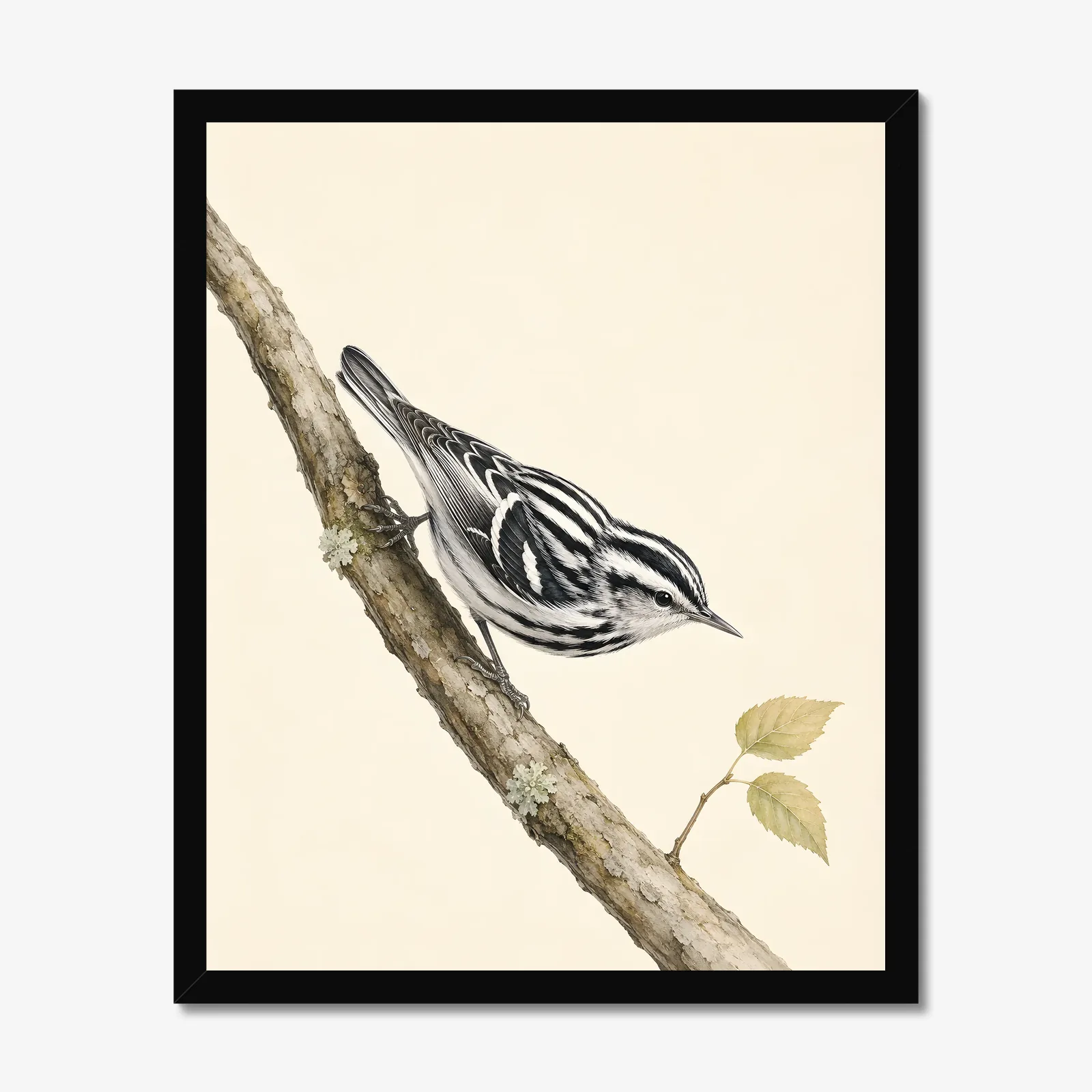 Black-and-white Warbler Print in a black frame