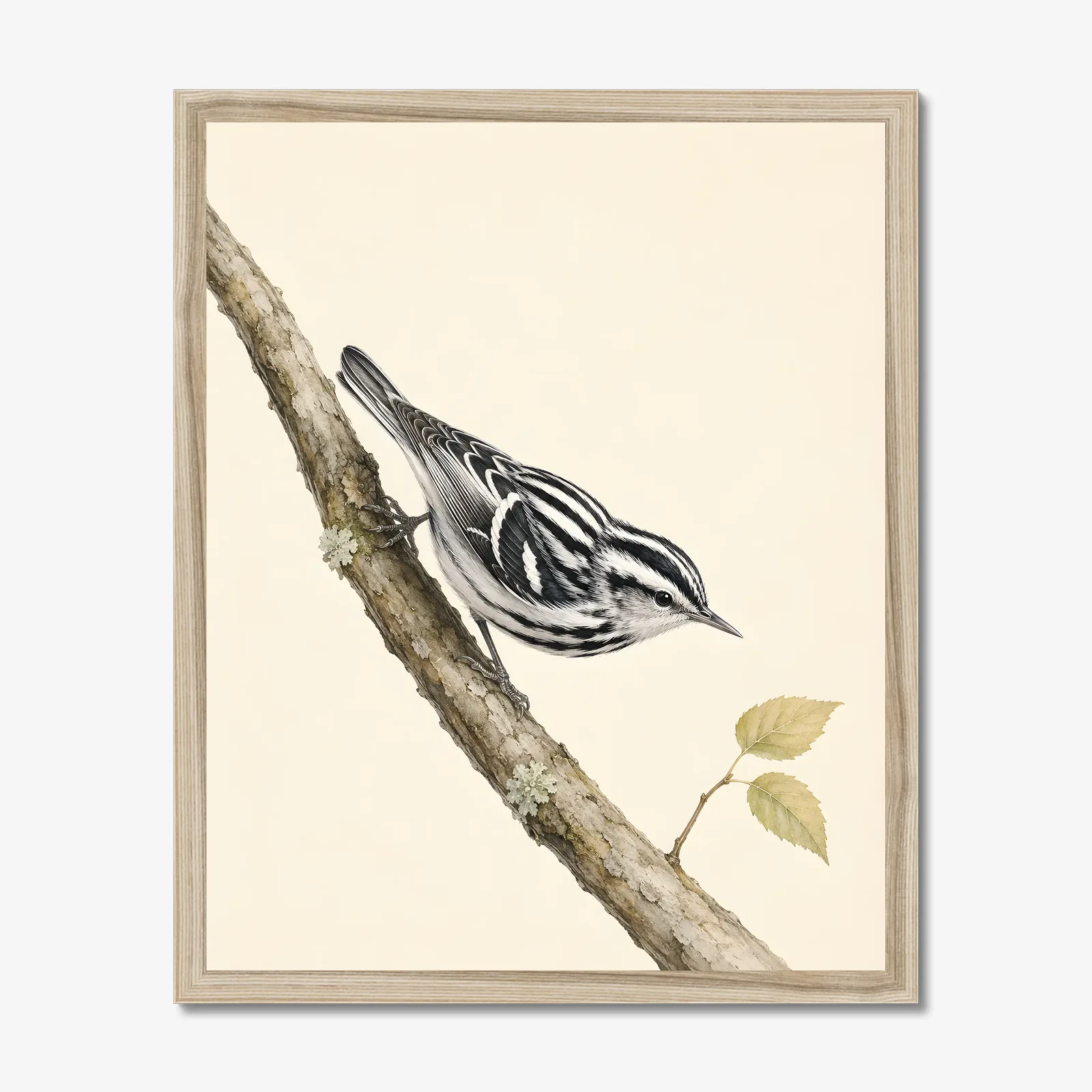 Black-and-white Warbler Print in a natural frame