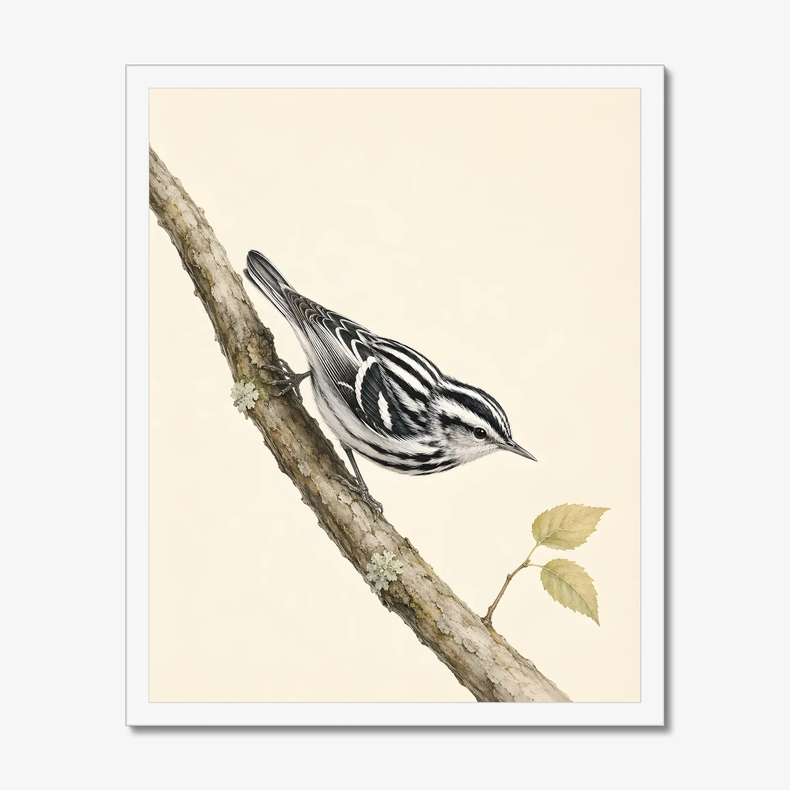 Black-and-white Warbler Print in a white frame