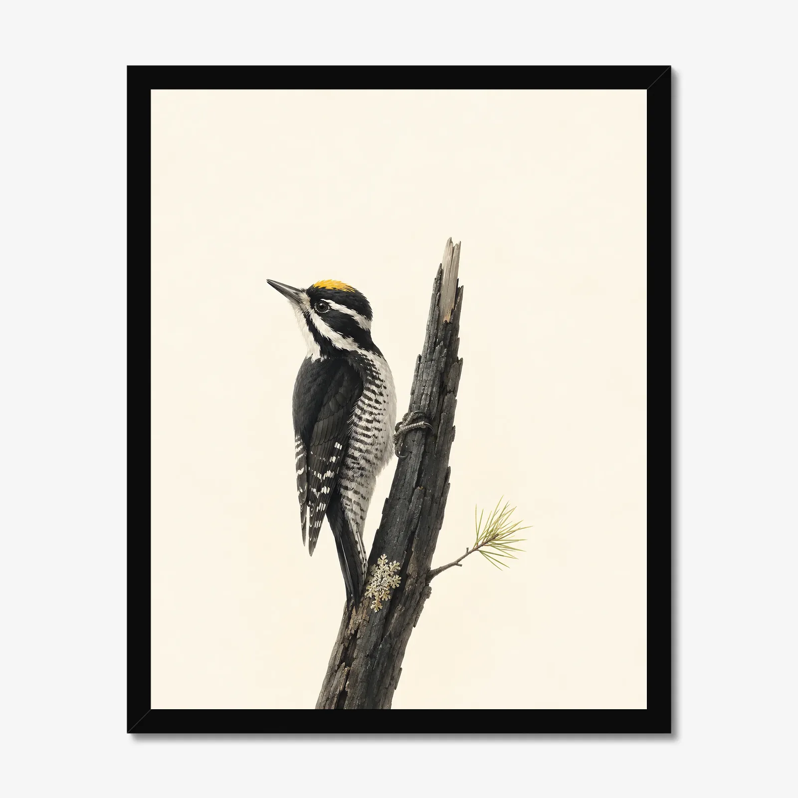 Black-backed Woodpecker Print in a black frame
