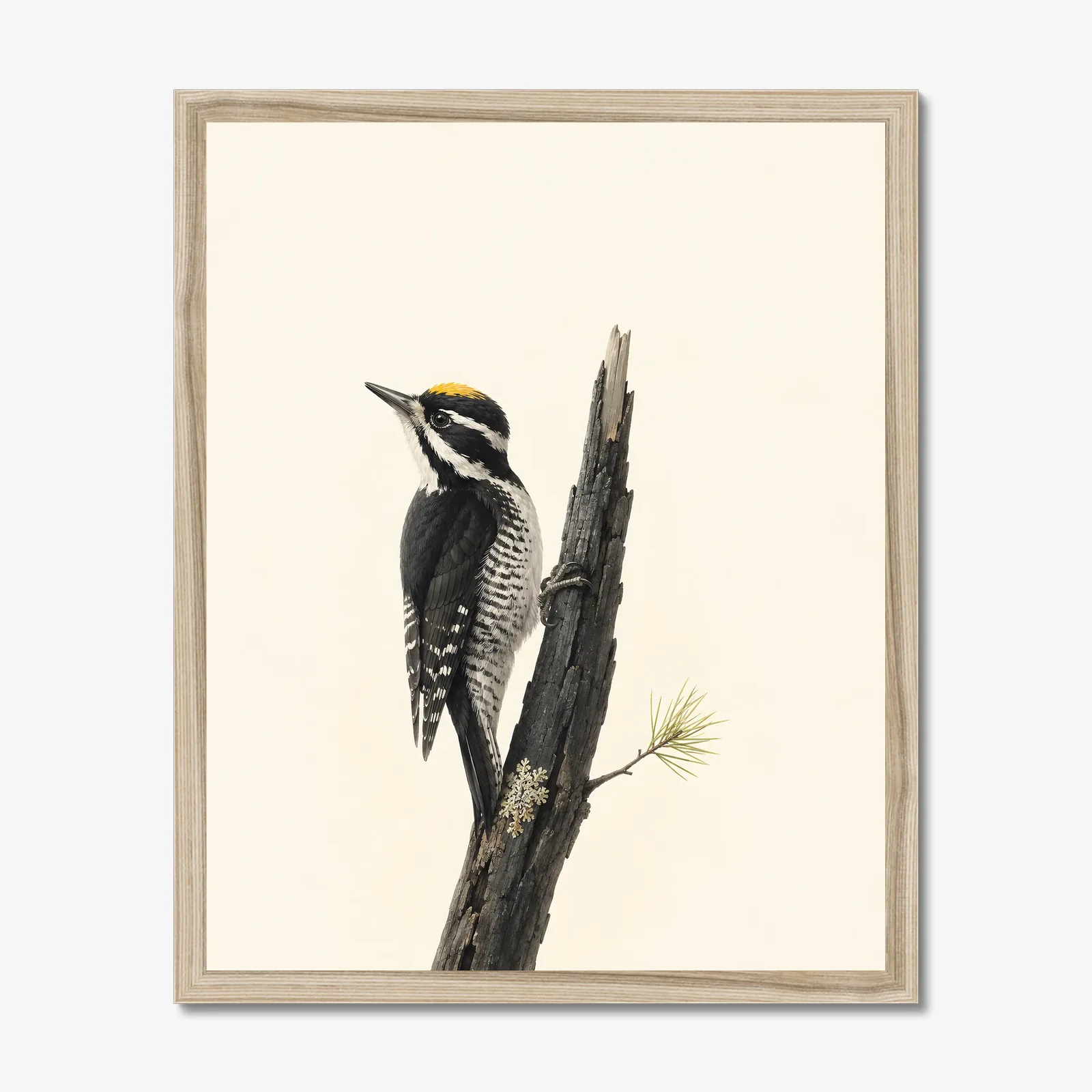 Black-backed Woodpecker Print in a natural frame