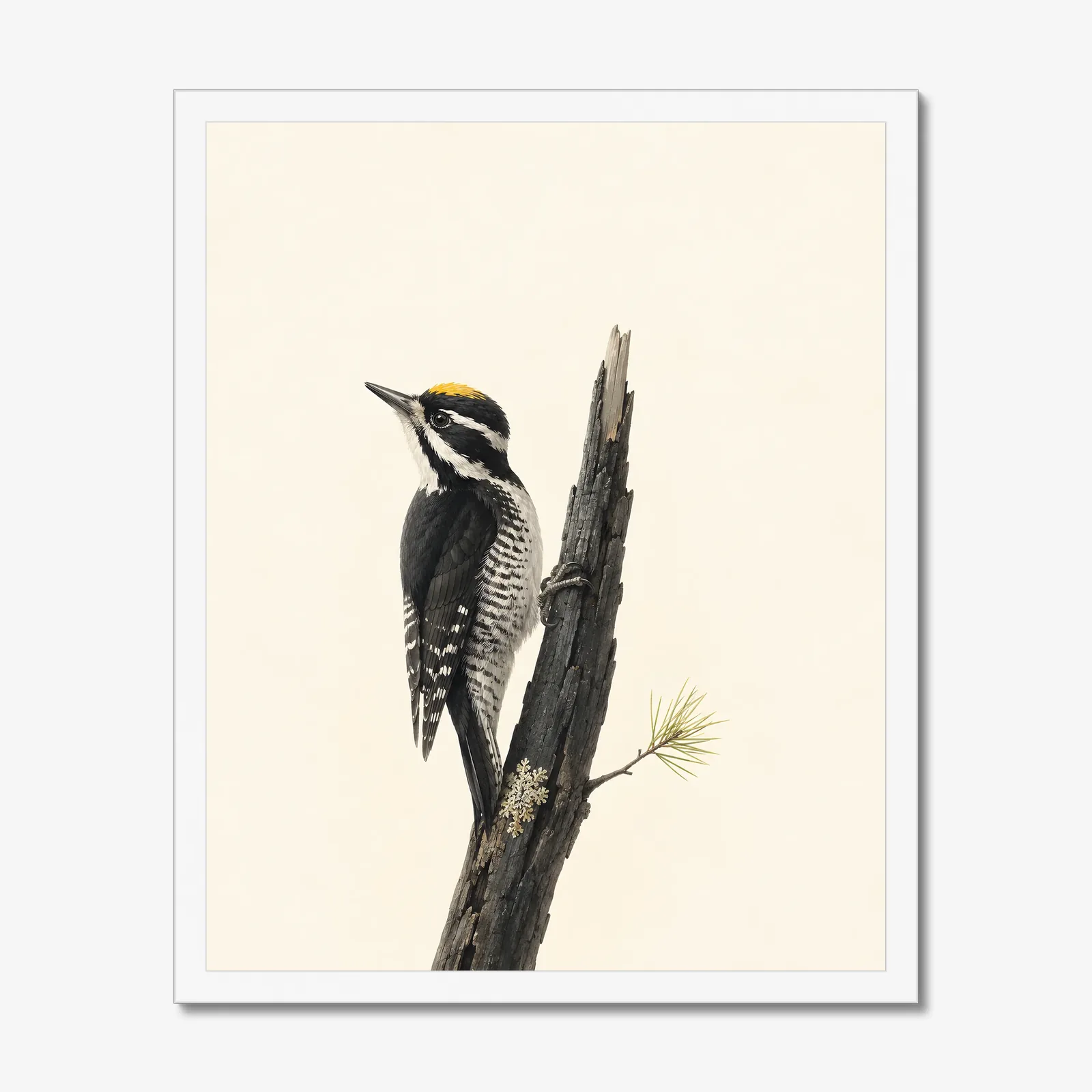 Black-backed Woodpecker Print in a white frame