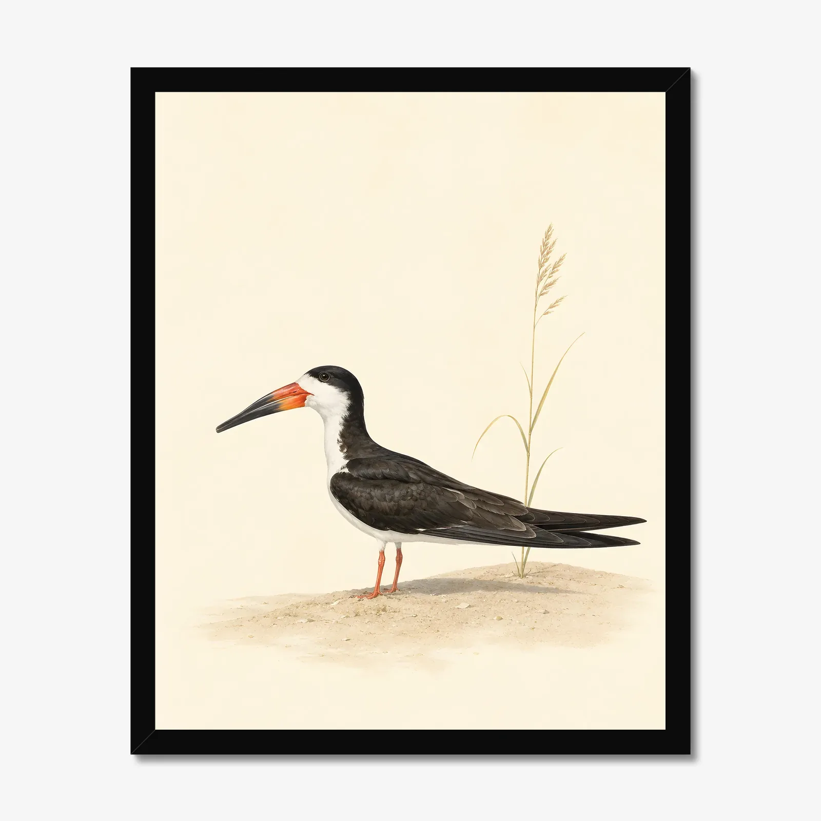 Black Skimmer Print in a black frame