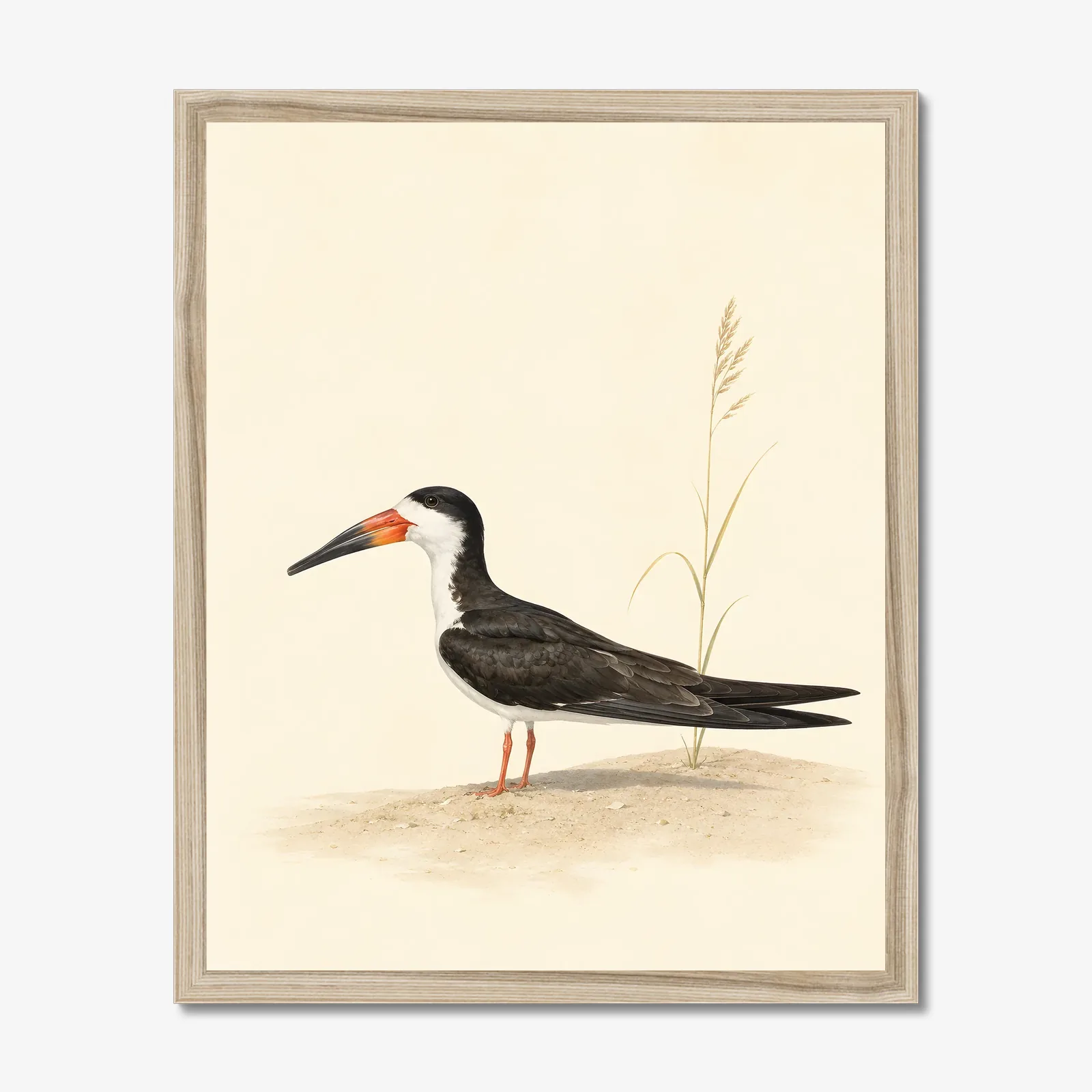Black Skimmer Print in a natural frame
