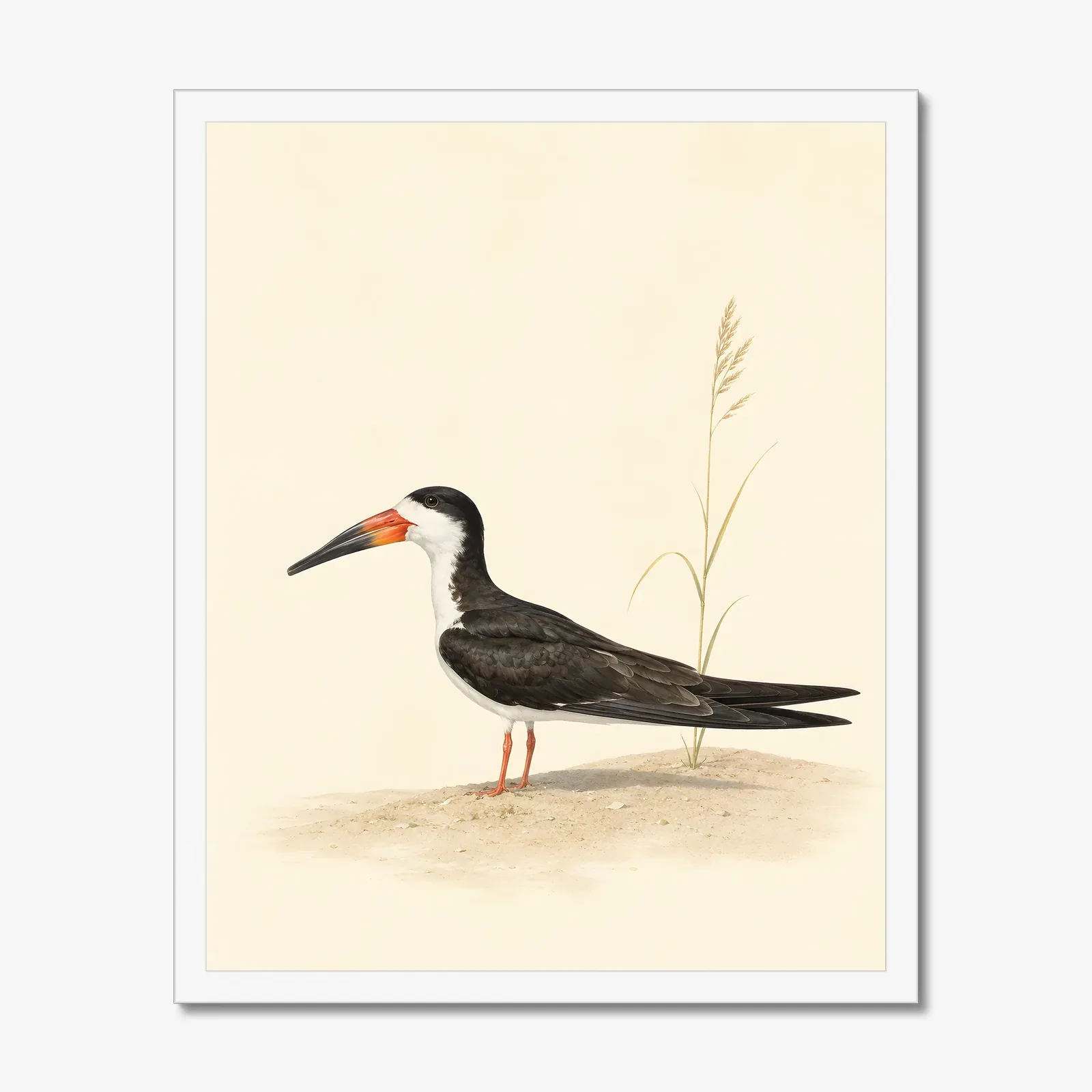 Black Skimmer Print in a white frame