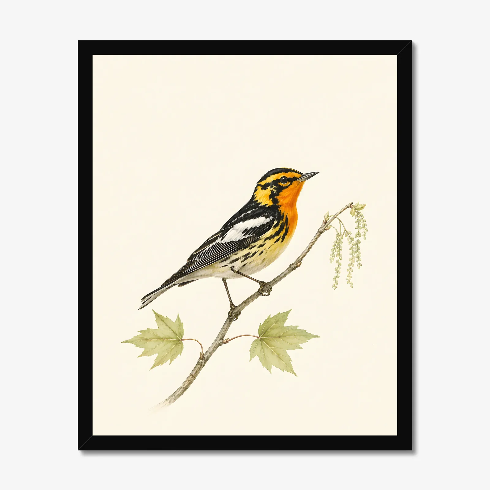 Blackburnian Warbler Print in a black frame