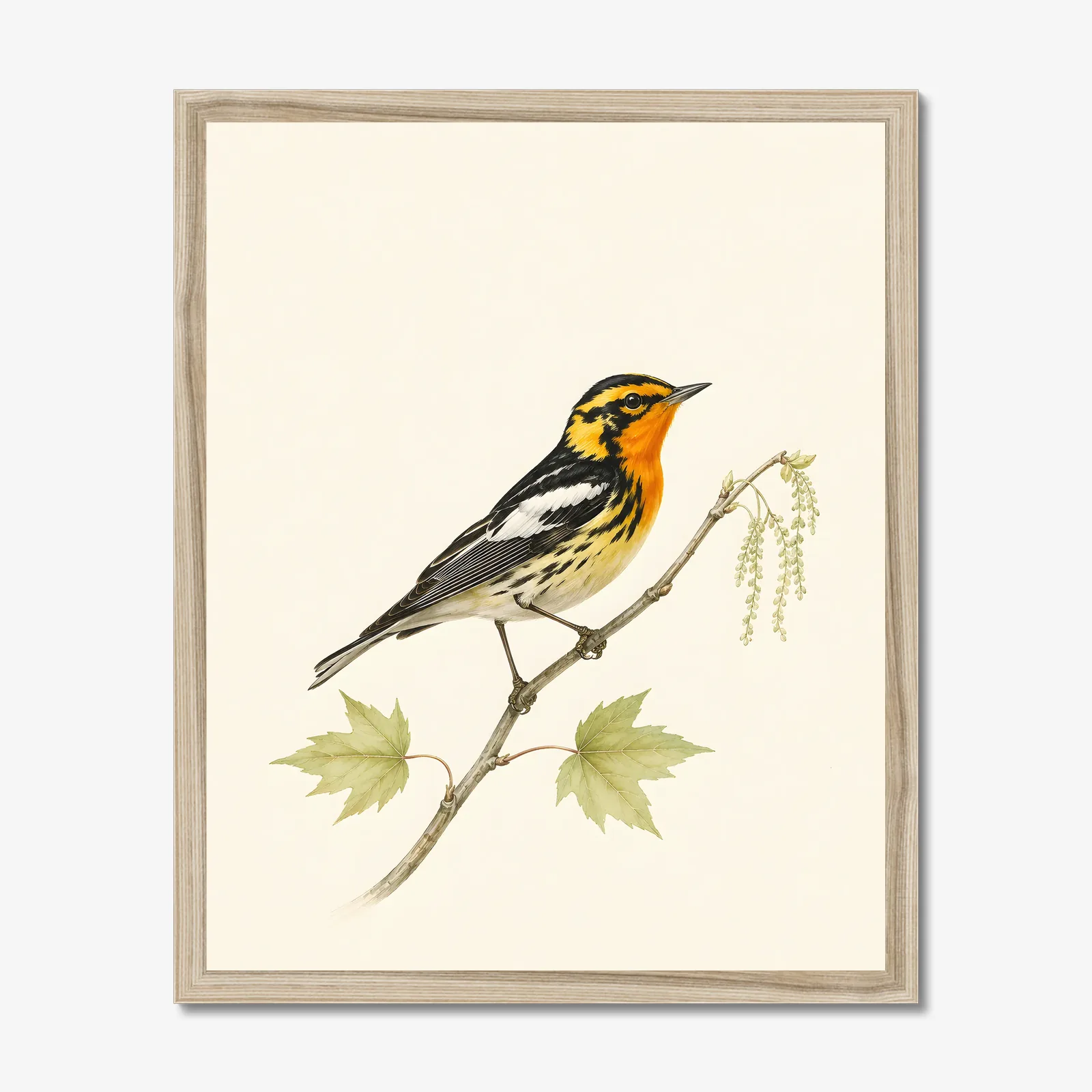 Blackburnian Warbler Print in a natural frame