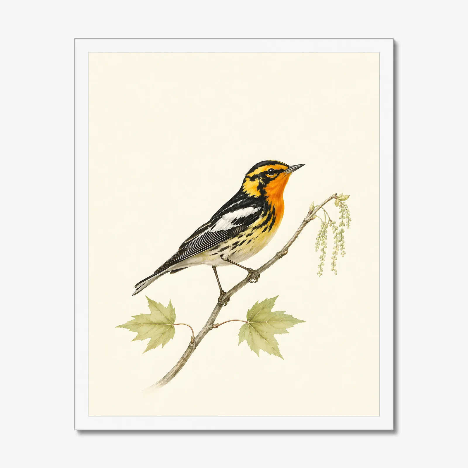 Blackburnian Warbler Print in a white frame