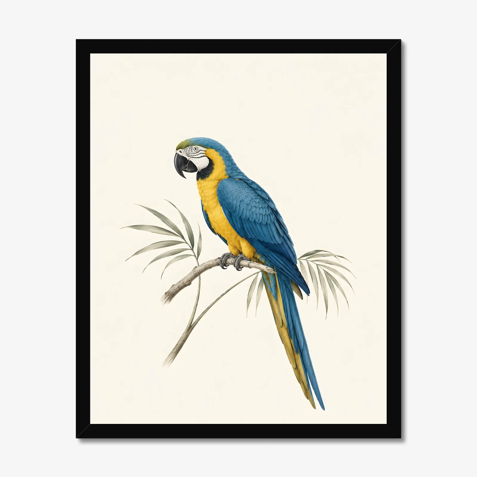 Blue-and-Gold Macaw Print in a black frame