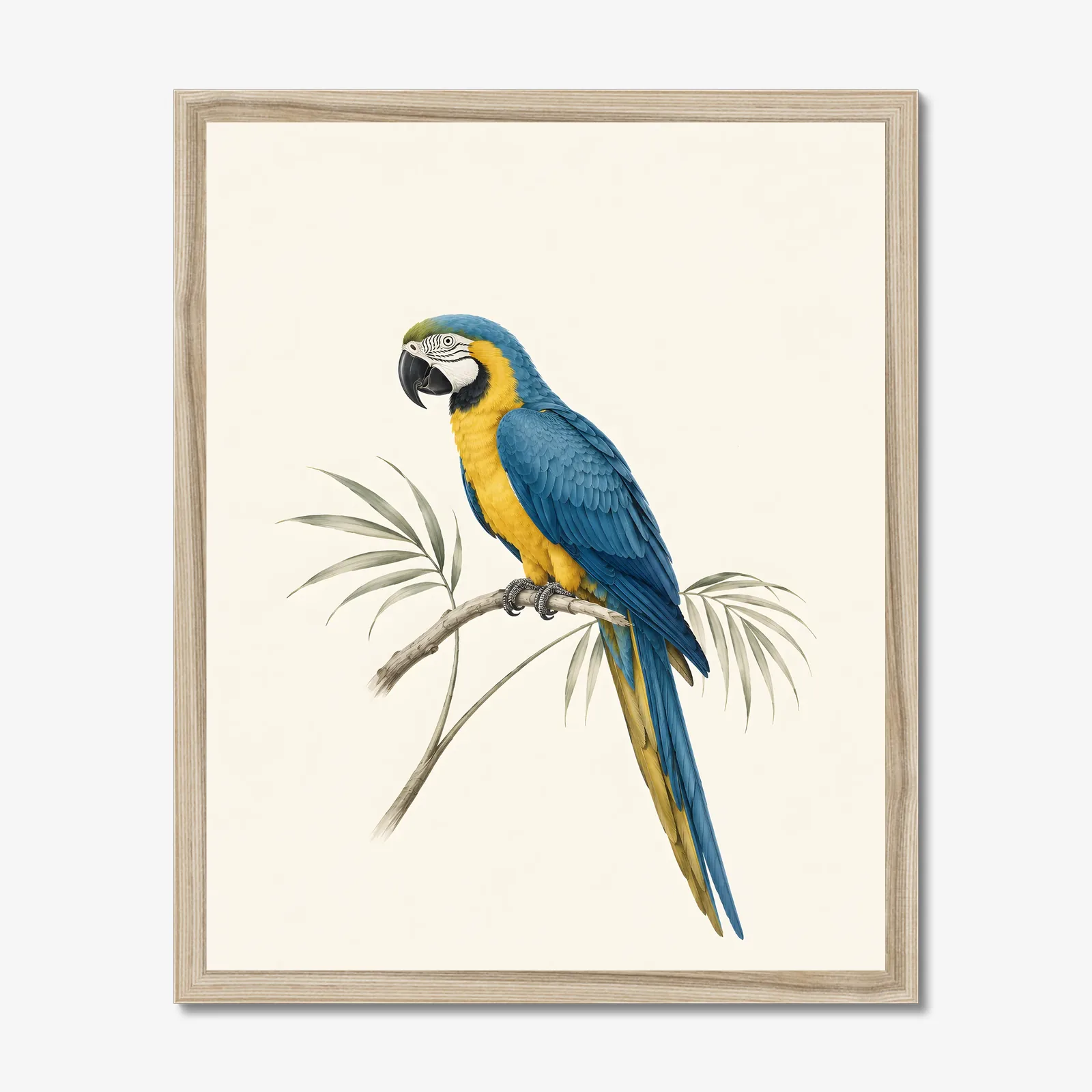 Blue-and-Gold Macaw Print shown as a fine-art print