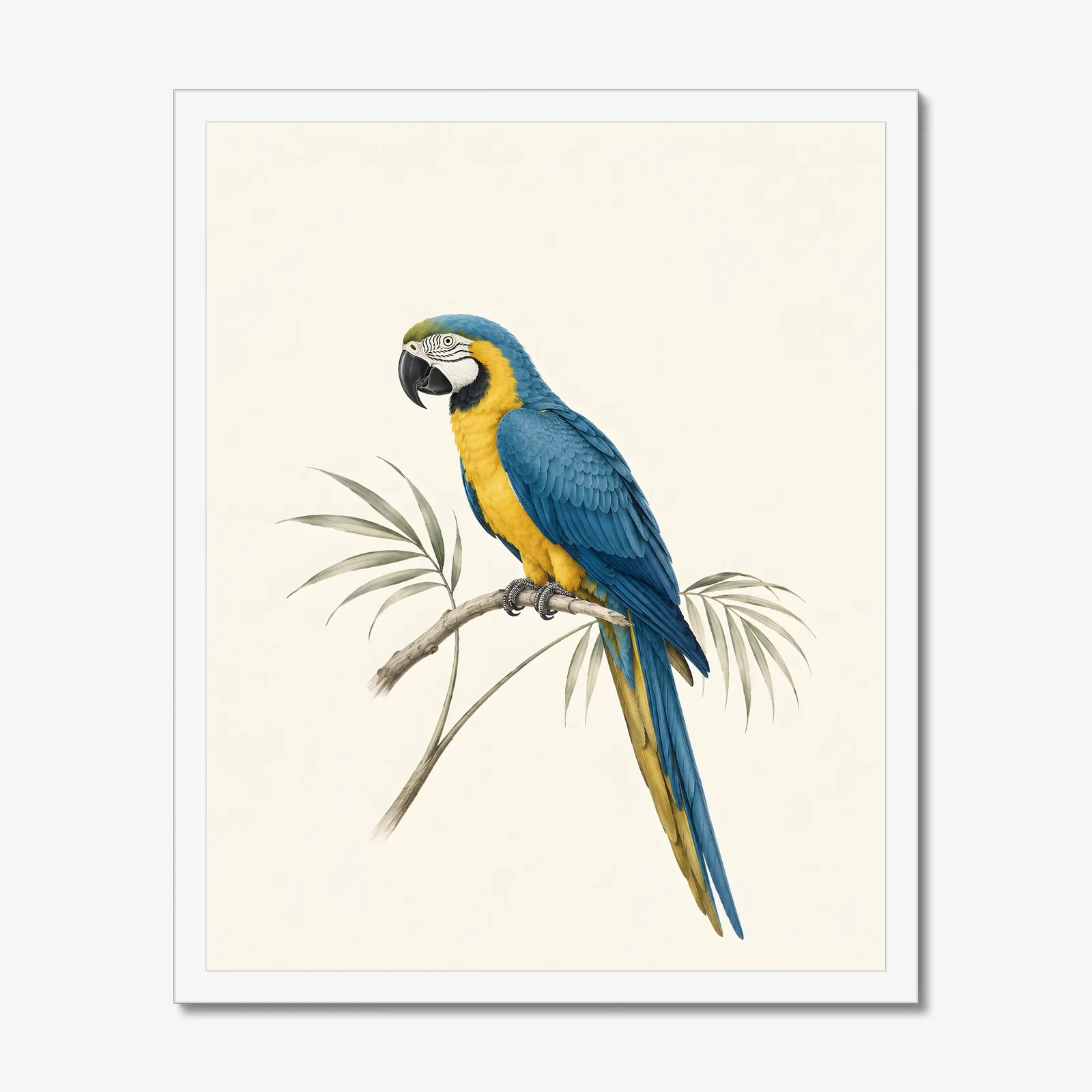 Blue-and-Gold Macaw Print in a white frame