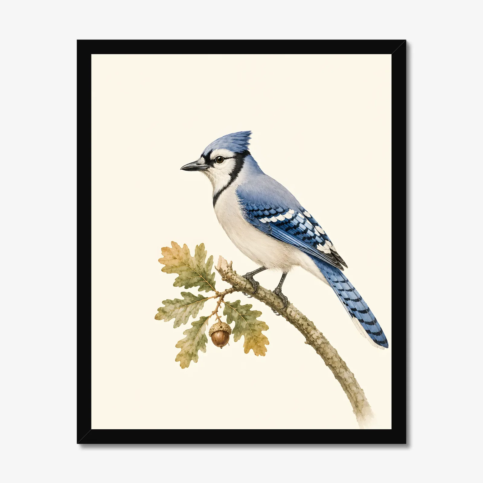 Blue Jay Print on Oak in a black frame