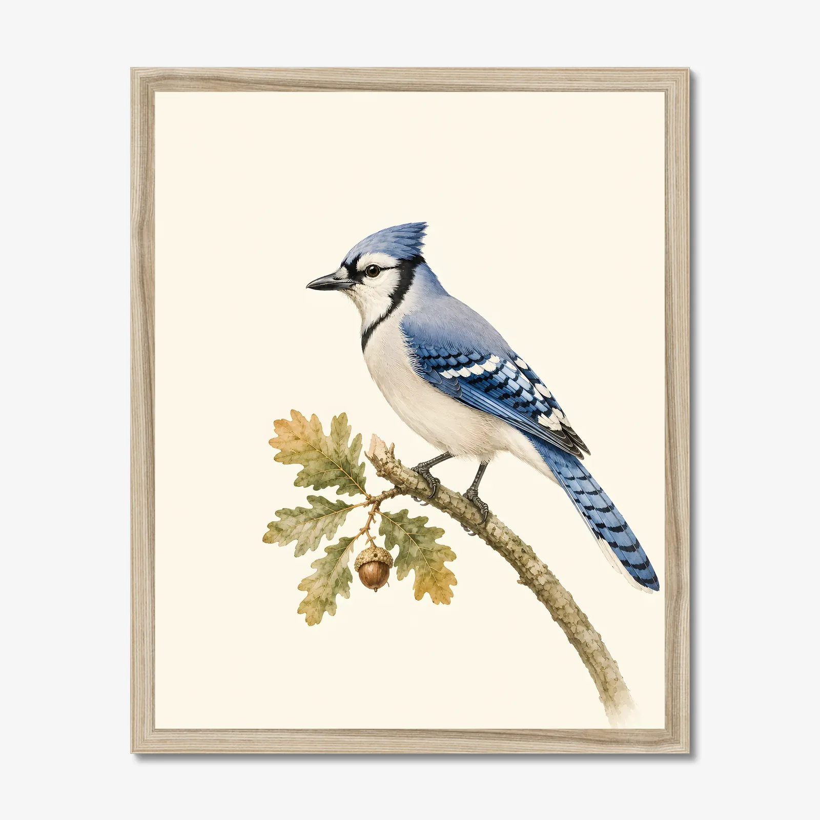 Blue Jay Print on Oak shown as a fine-art print