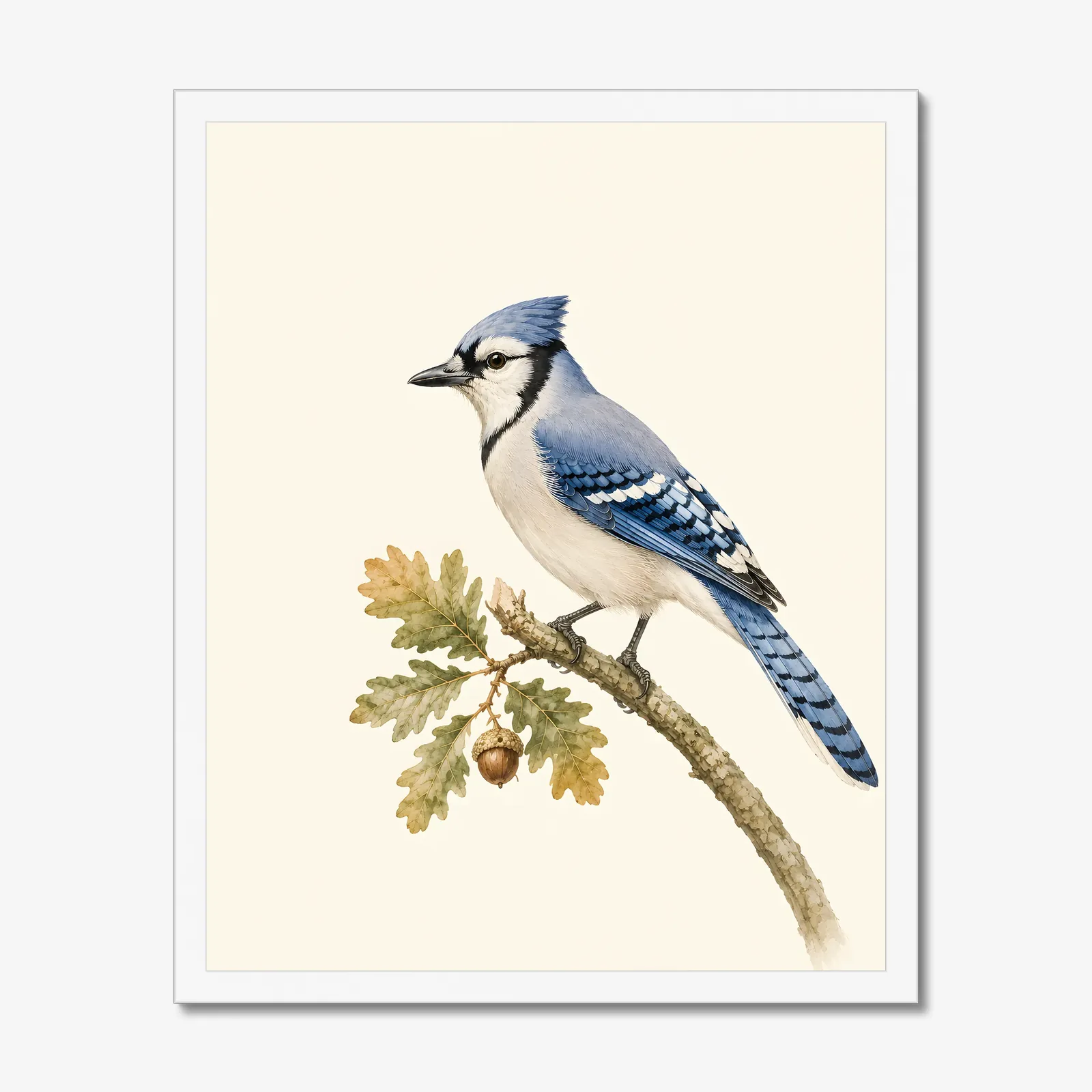 Blue Jay Print on Oak in a white frame