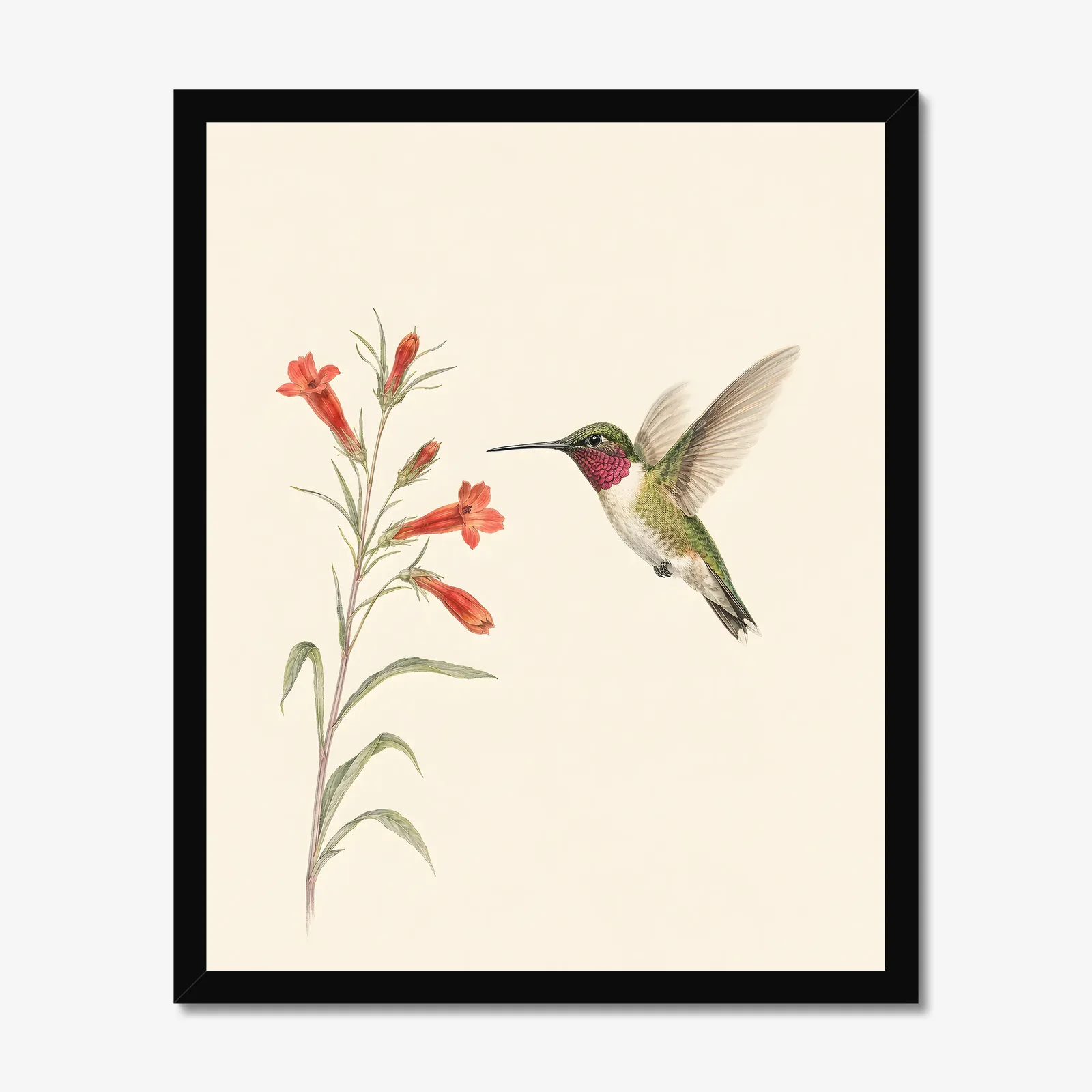 Broad-tailed Hummingbird Print in a black frame