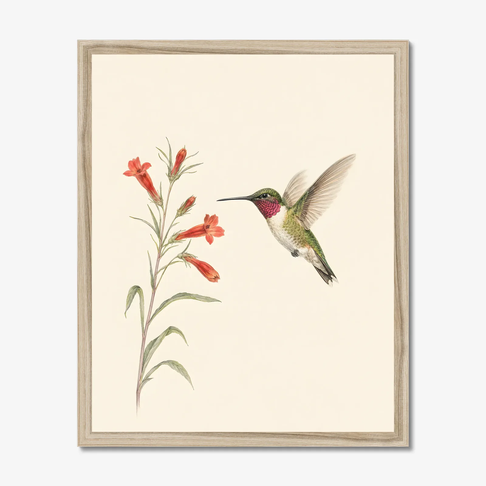 Broad-tailed Hummingbird Print shown as a fine-art print