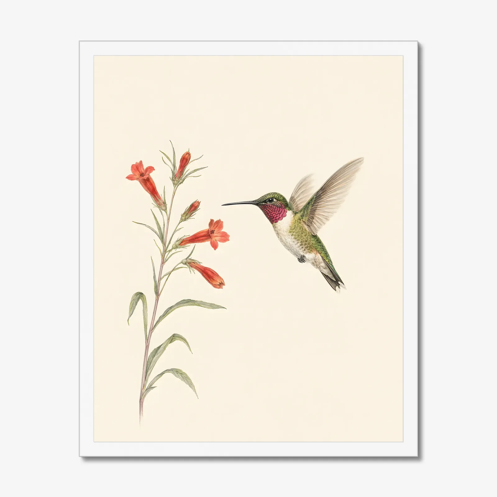 Broad-tailed Hummingbird Print in a white frame